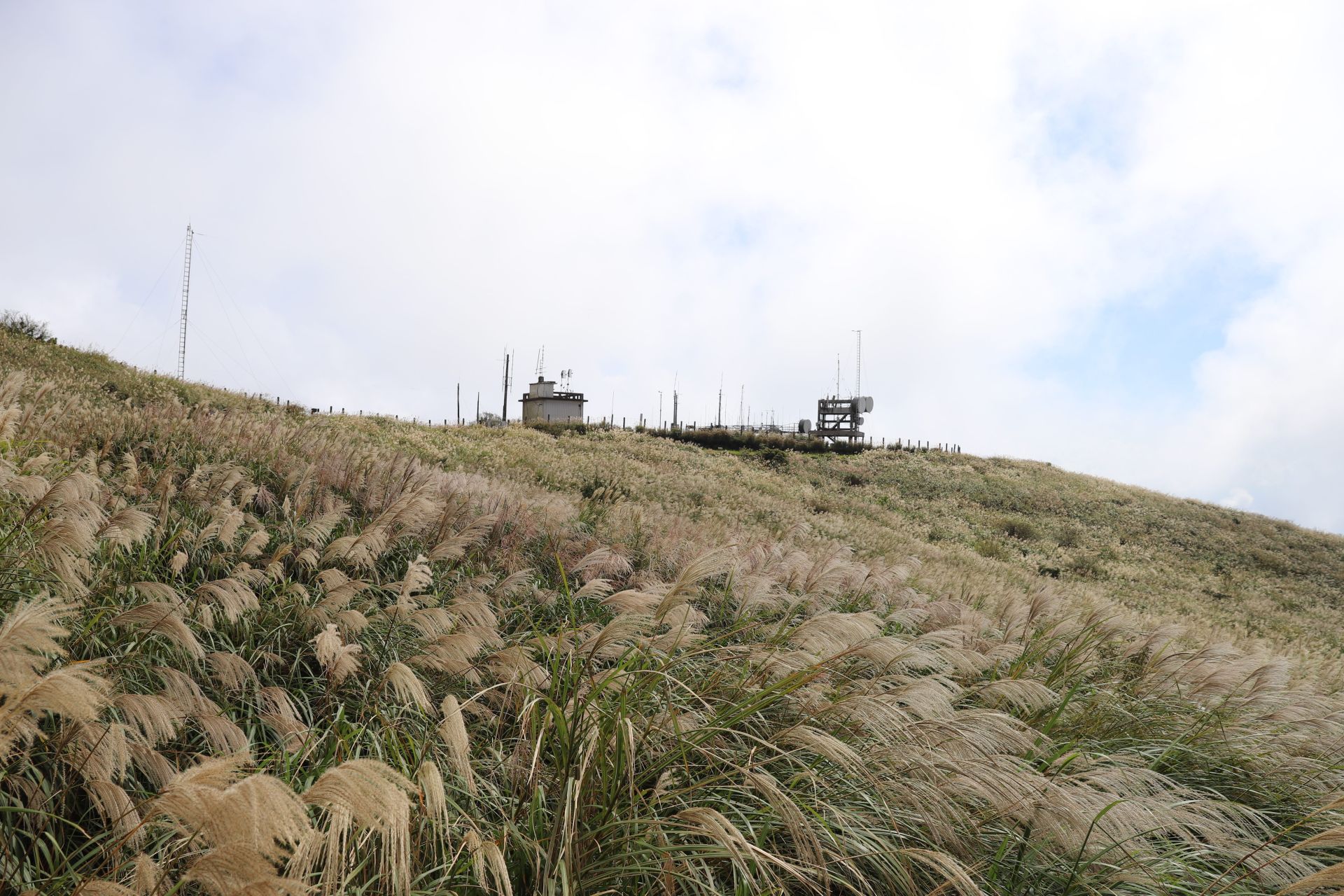 11月是屬於芒草的季節，陽明山已悄悄換上金黃色衣裳，整片山坡被染上溫柔的秋色。（臺北市政府提供）