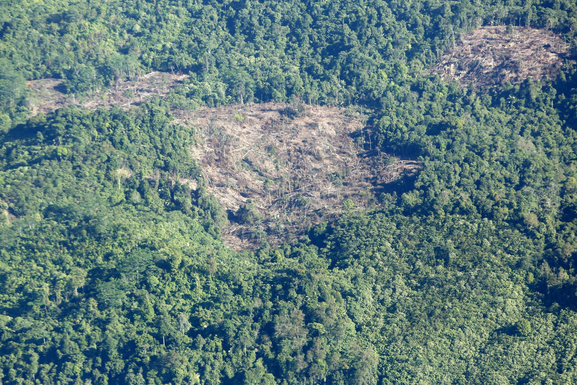  巴西推動設立TFFF基金，鼓勵熱帶國家保育森林。圖為因種植棕櫚樹而被砍伐的印尼雨林。（達志影像／歐新社資料照片）