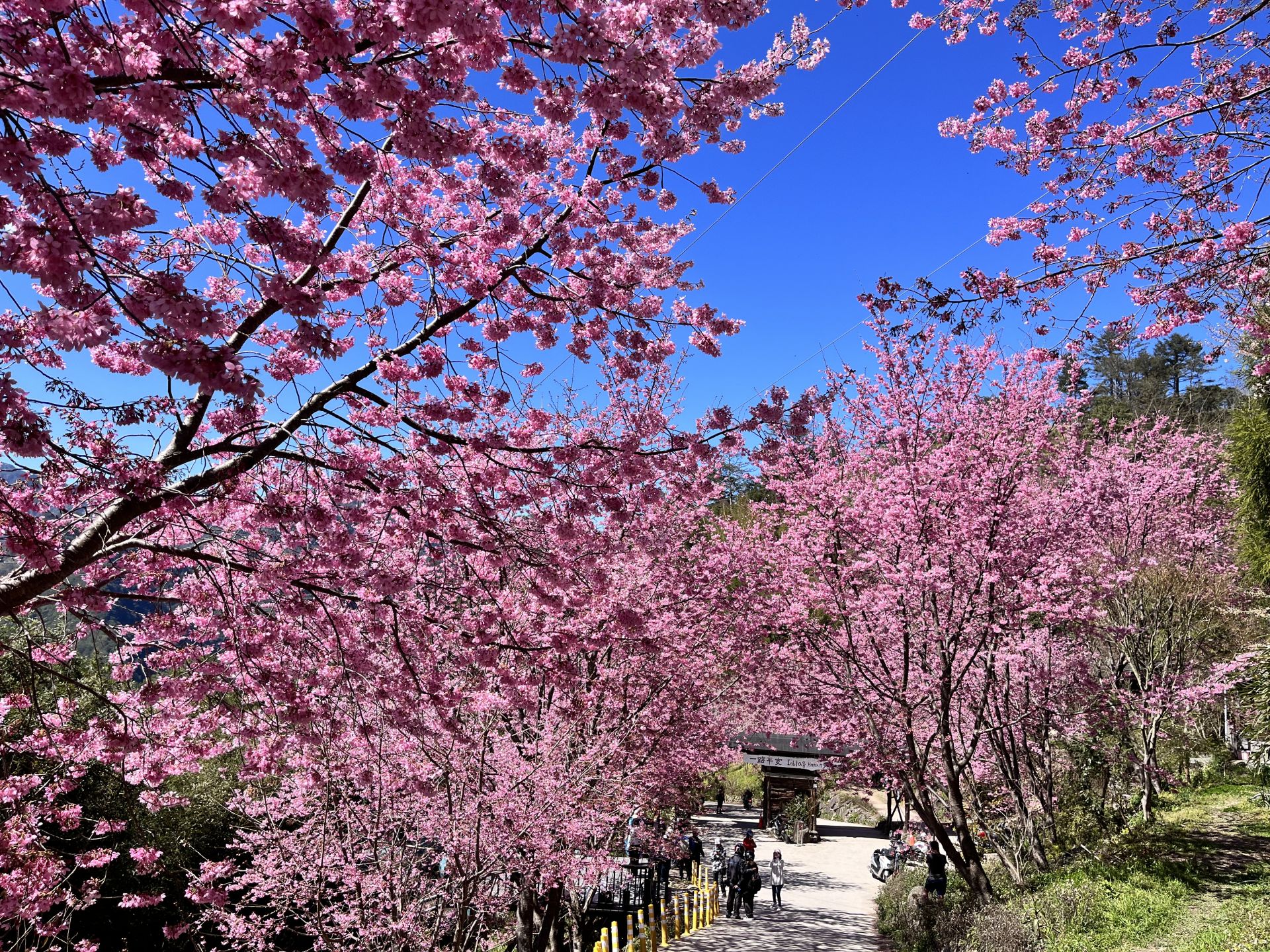 司馬庫斯獲得「最佳國際推薦獎」。（觀光署提供）