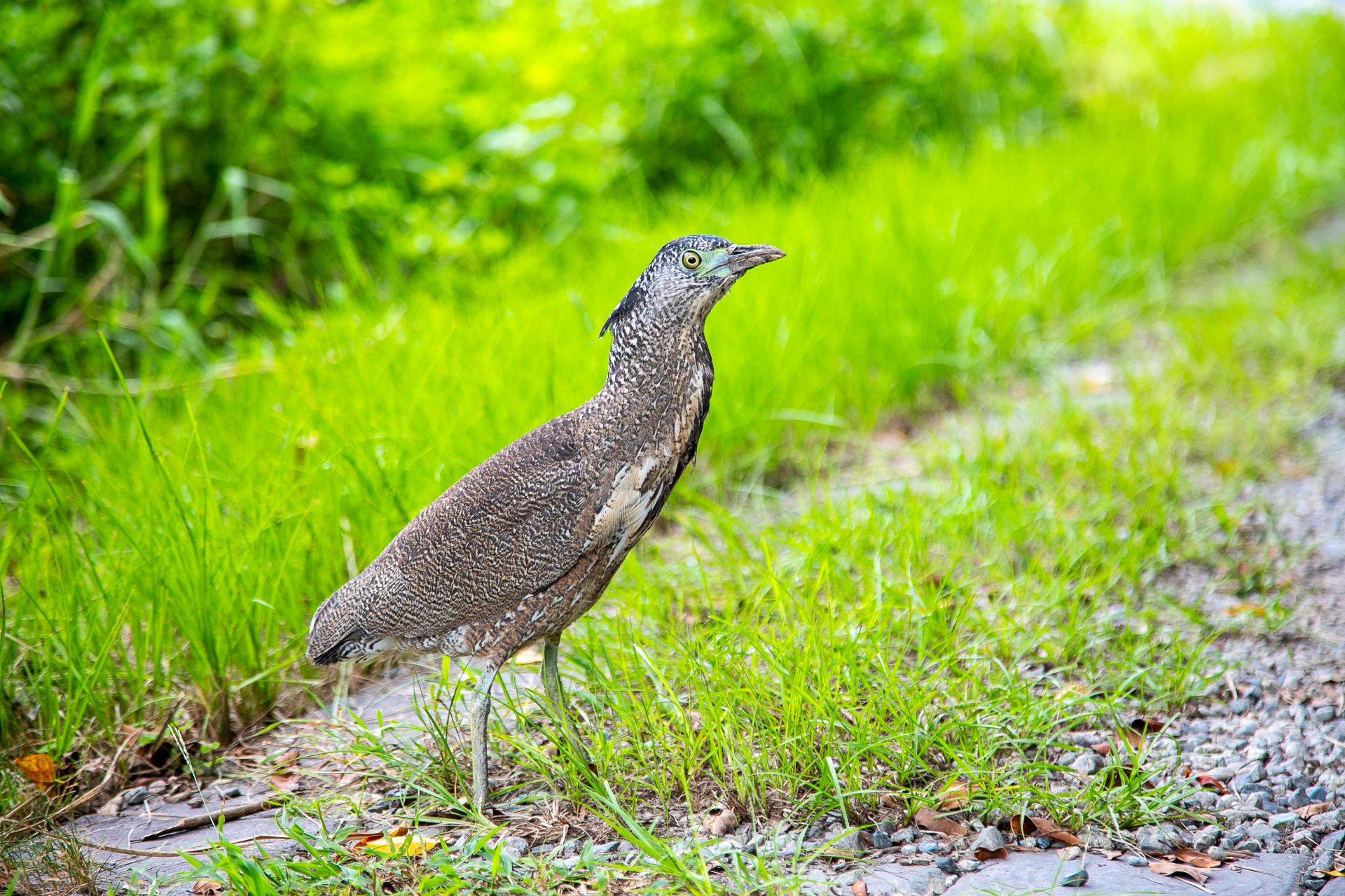  五股濕地成為候鳥南北遷徙的重要中繼站，吸引鳥類覓食與休憩。圖為黑冠麻鷺。（記者范瑜攝）