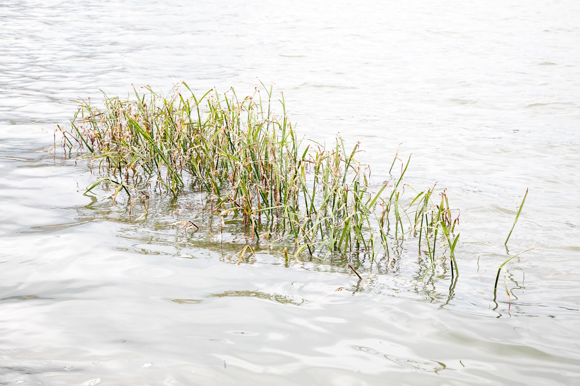  五股濕地從蘆葦叢到水生植物，提供多樣棲息環境，孕育生物多樣性。（記者范瑜攝）