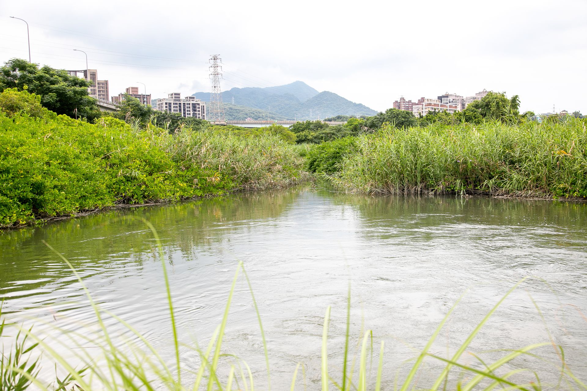  晨霧籠罩濕地，為生態園區披上一層神秘面紗，帶來獨特的自然美感。（記者范瑜攝）
