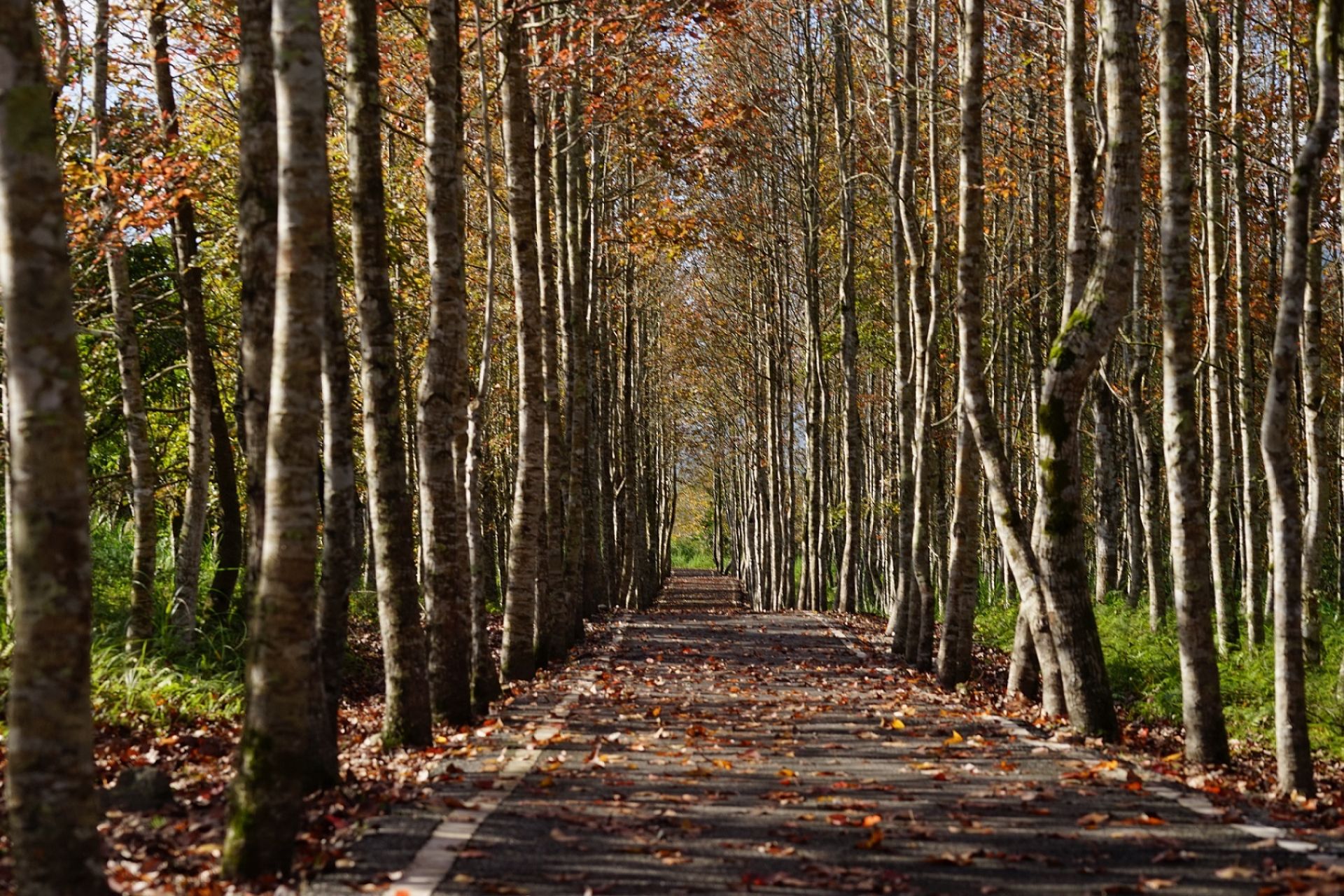 秋冬之際，大農大富平地森林園區的南環自行車道會染上繽紛色彩，吸引許多人前來賞楓拍照。（取自林業保育署網站）