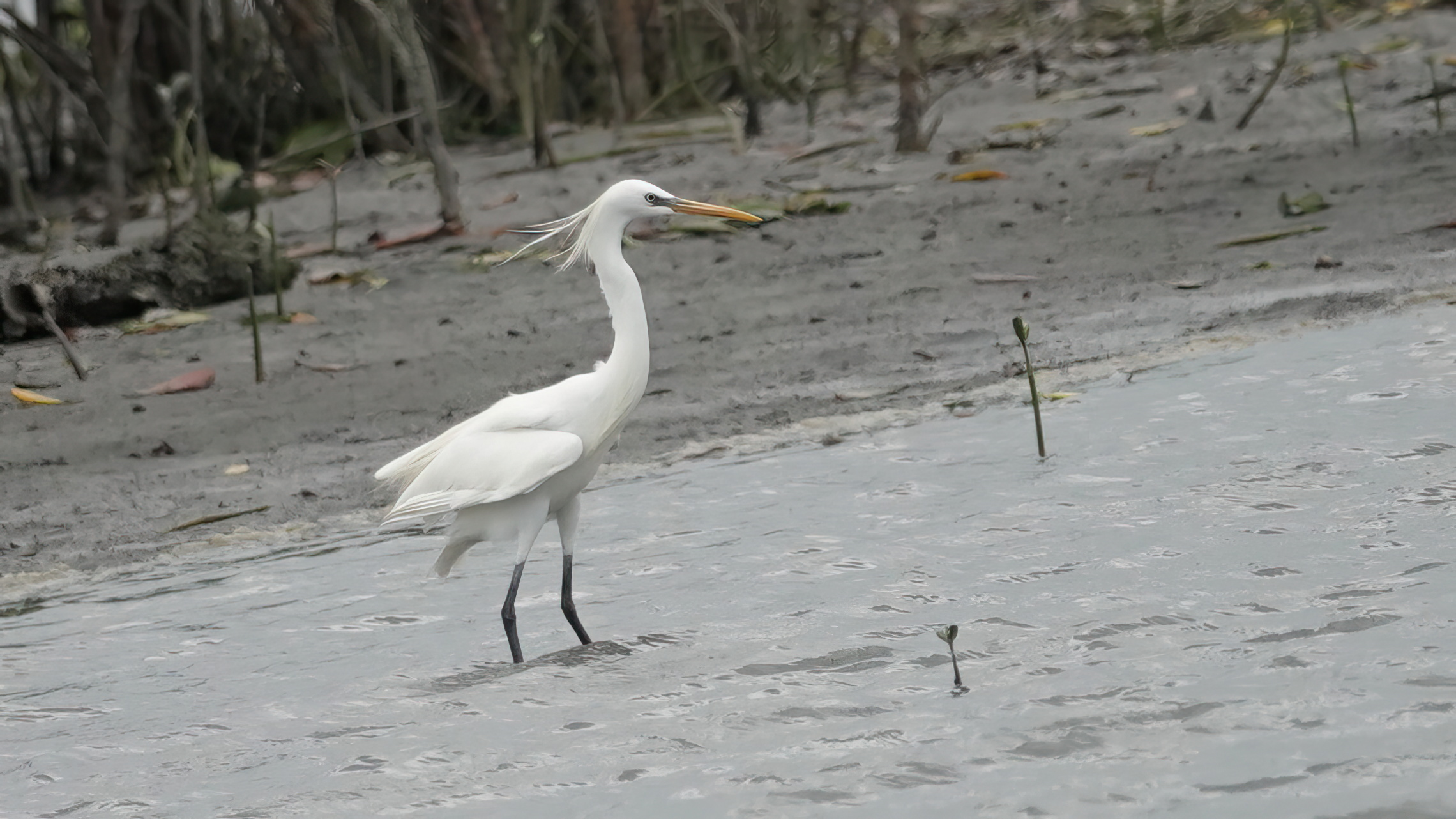 挖子尾自然保留區提供生態友善棲地，吸引唐白鷺駐足。（新北市農業局提供）