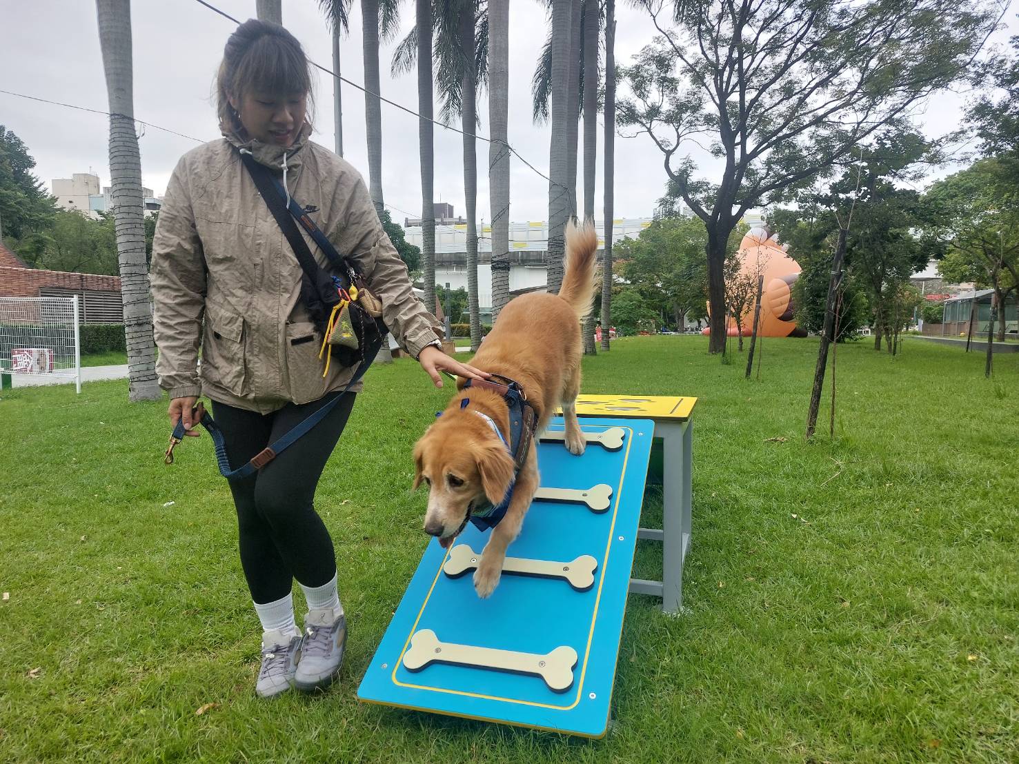 新北市政府動保處特別於板橋車站站前廣場區域設置多項寵物專屬遊具，歡迎民眾帶毛寶貝體驗。（新北市動保處提供）