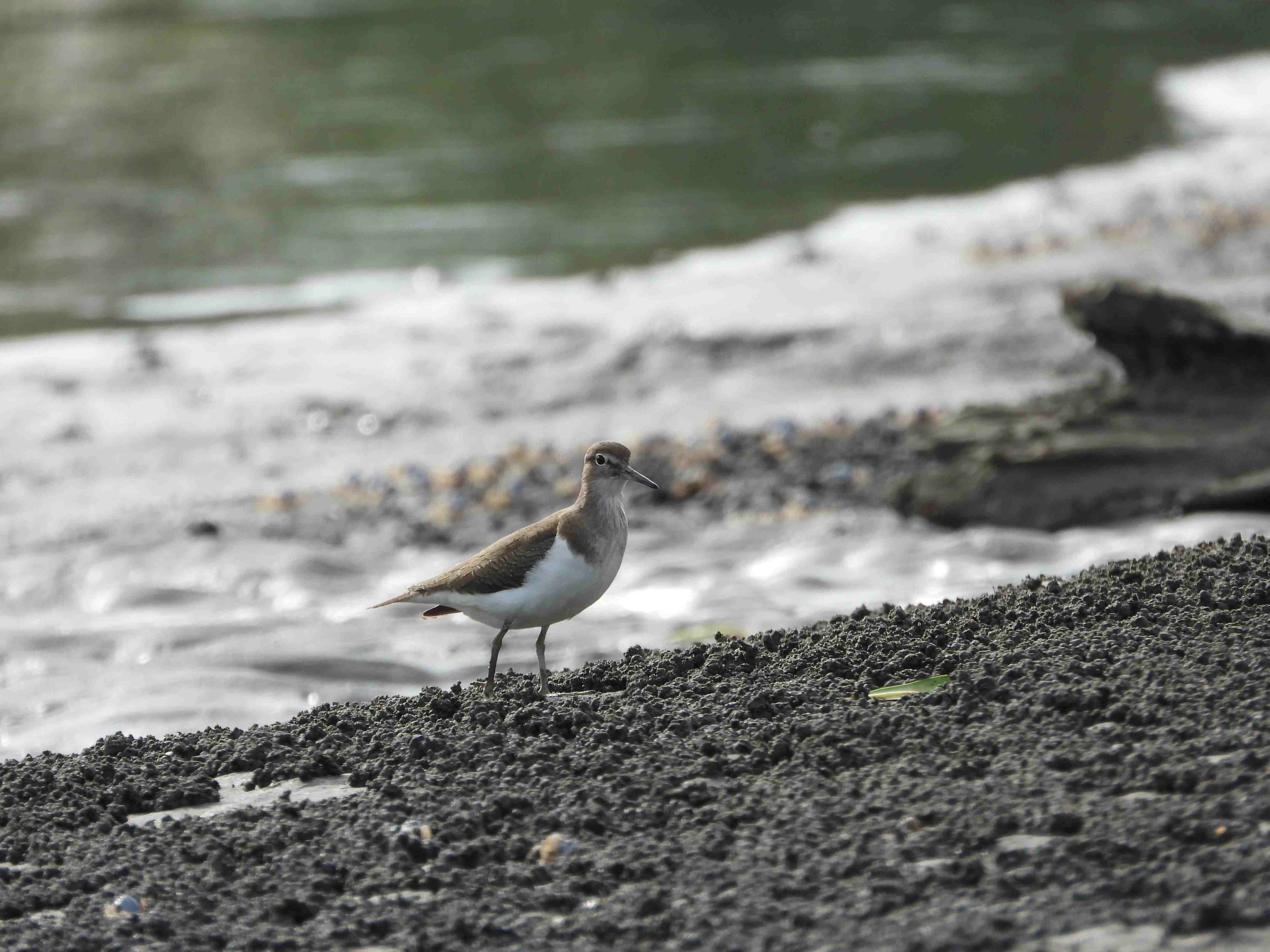 觀察鳥類的最佳時機通常是在退潮時段。圖為泥灘地露出時，吸引磯鷸停棲。（新北市農業局提供）