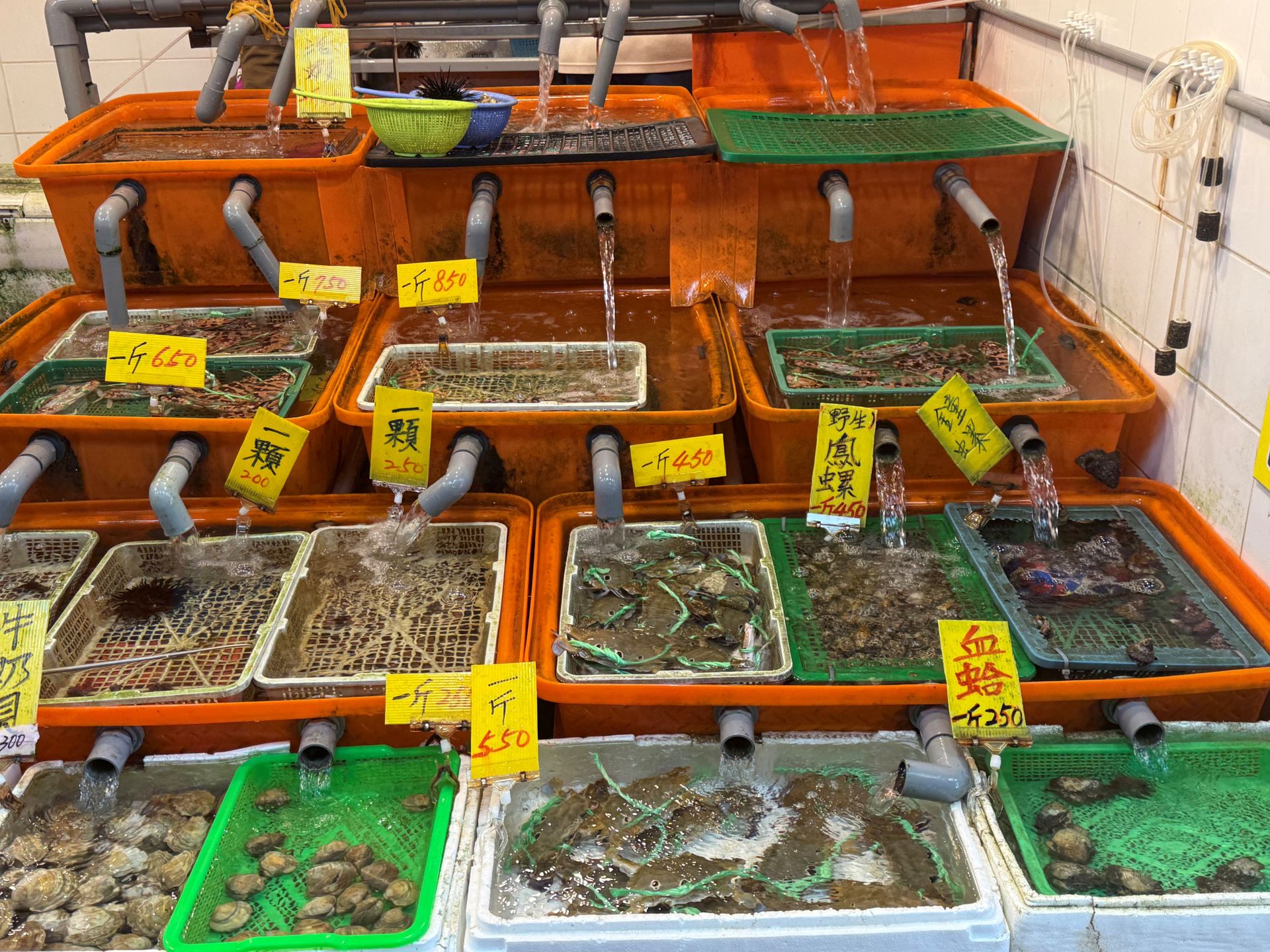 除萬里蟹，龜吼漁夫市集還有販售各式蝦貝類。（新北市漁業處提供）