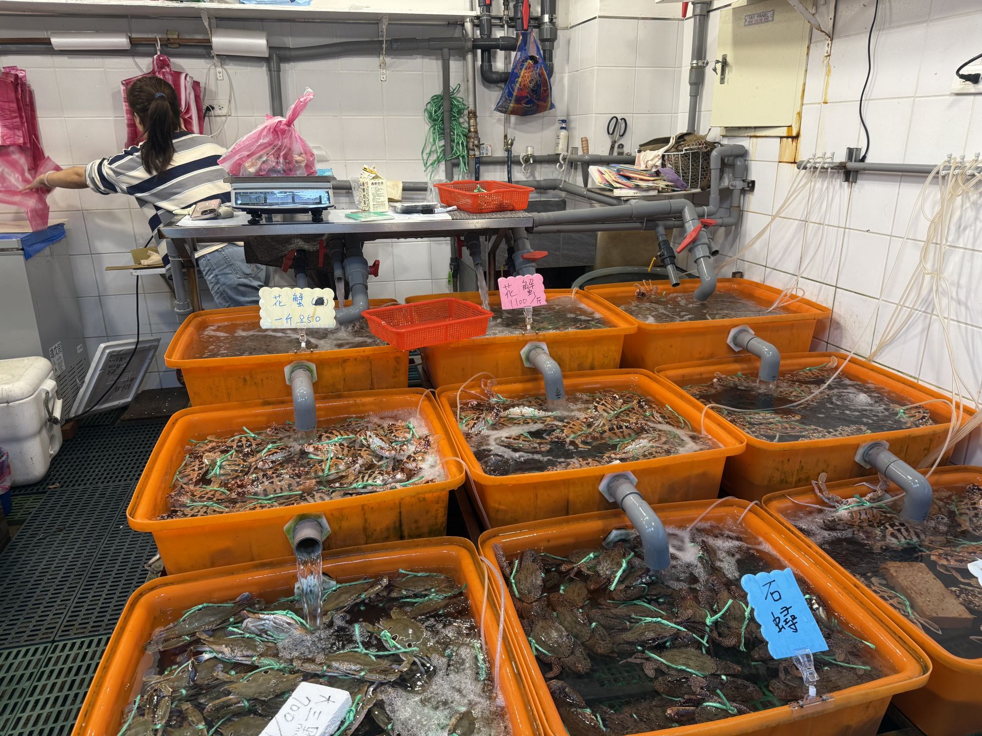 11月正值萬里蟹產季，花蟹、三點蟹及石蟳量多實惠。（新北市漁業處提供）