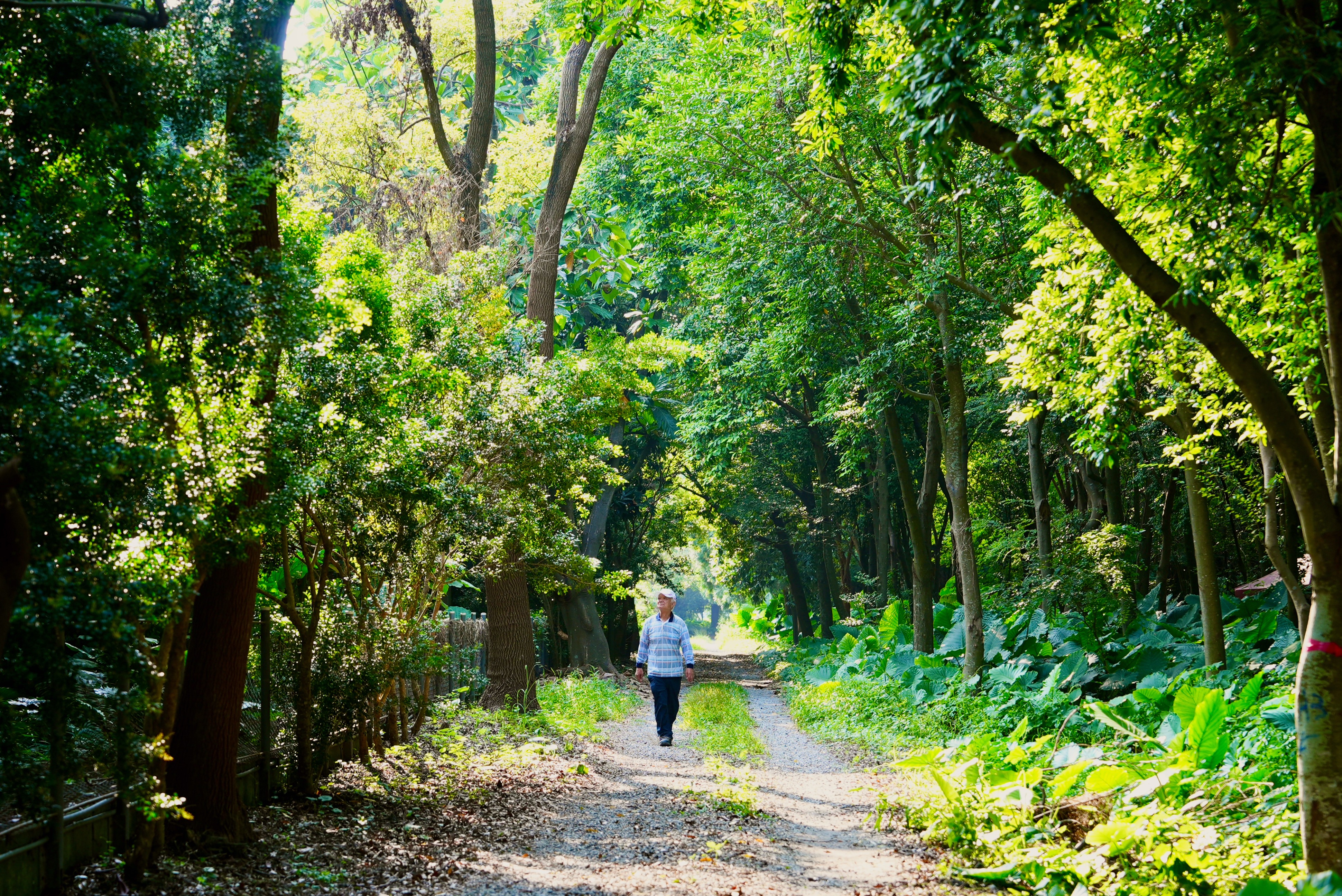 吳晟與兄弟姊妹將家中田地改為樹園，種下更多原生樹種，包含，烏心石、毛柿、雞油、黃連木與牛樟等臺灣平地闊葉一級木。（文總提供）
