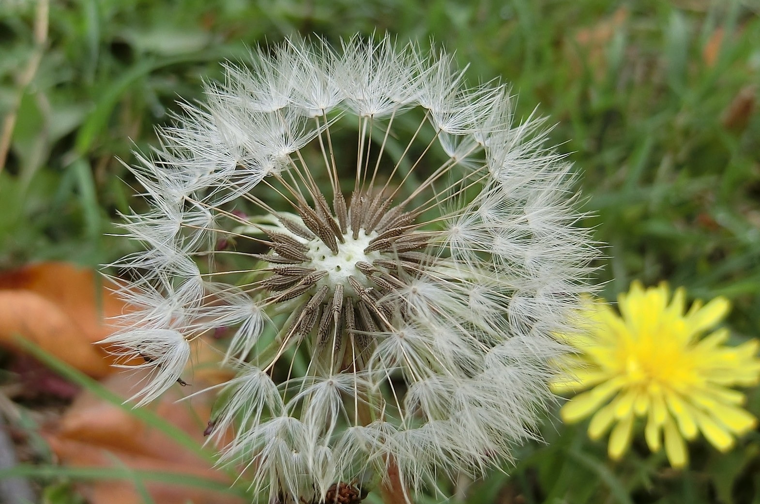 桂花泉登山步道周邊為瀕危植物臺灣蒲公英重要棲地。（取自臺中市政府網站）