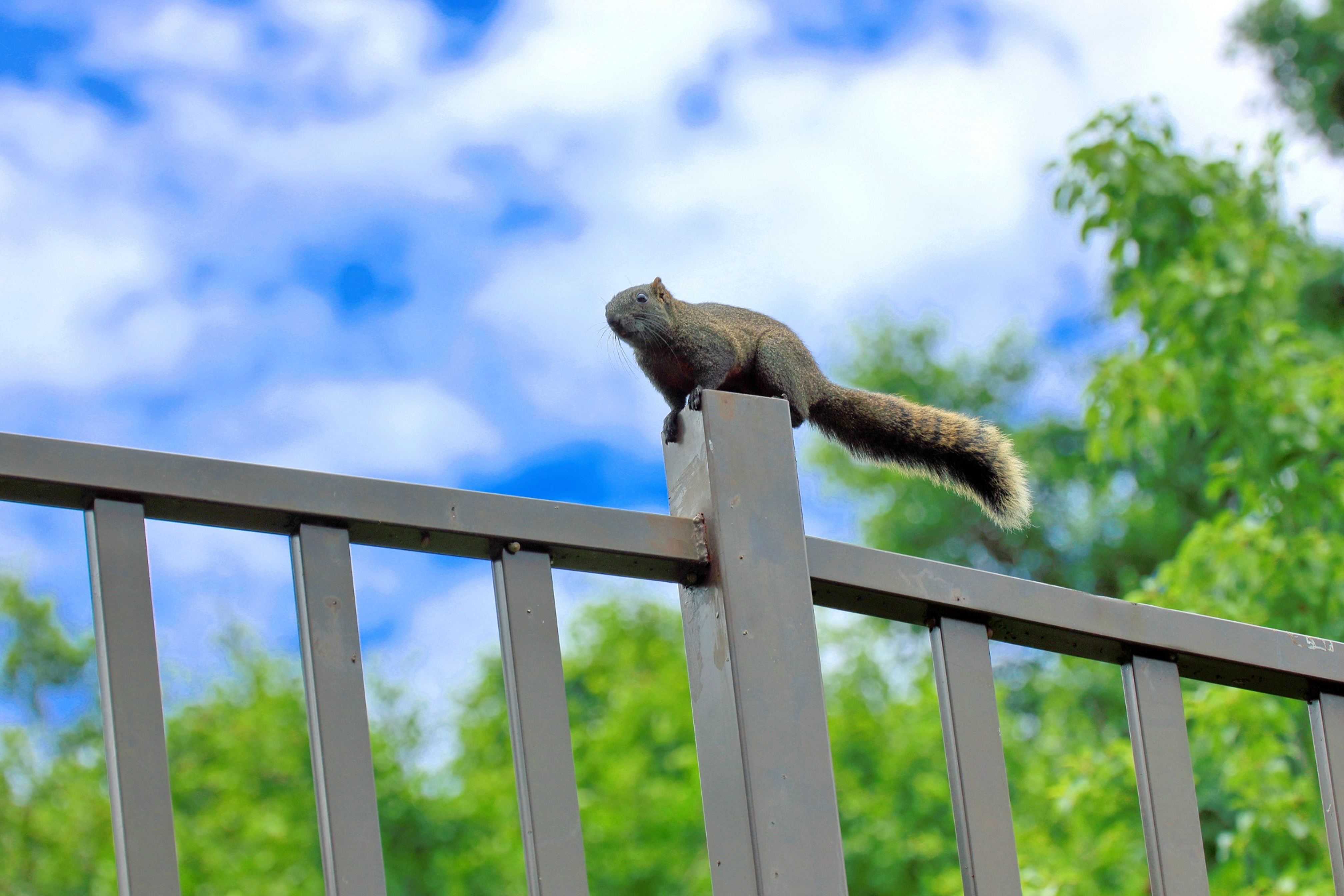 萬里長城登山步道生態豐富。（取自臺中市政府網站）