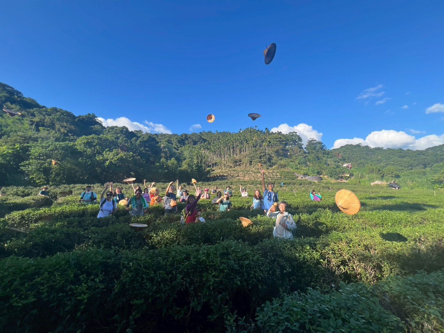 參與者於天芳茶行體驗採茶樂趣，在活動中認識地方茶文化與產業特色。（新北市政府觀光旅遊局提供）