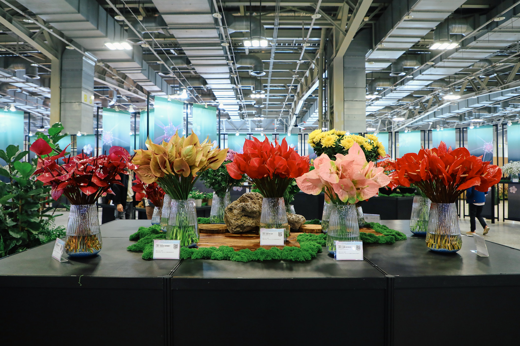 「年度新品種區」，集結最具潛力育成品種，共計展示9大花種、13個新品種包括火鶴花、石竹等。（記者古可絜攝）