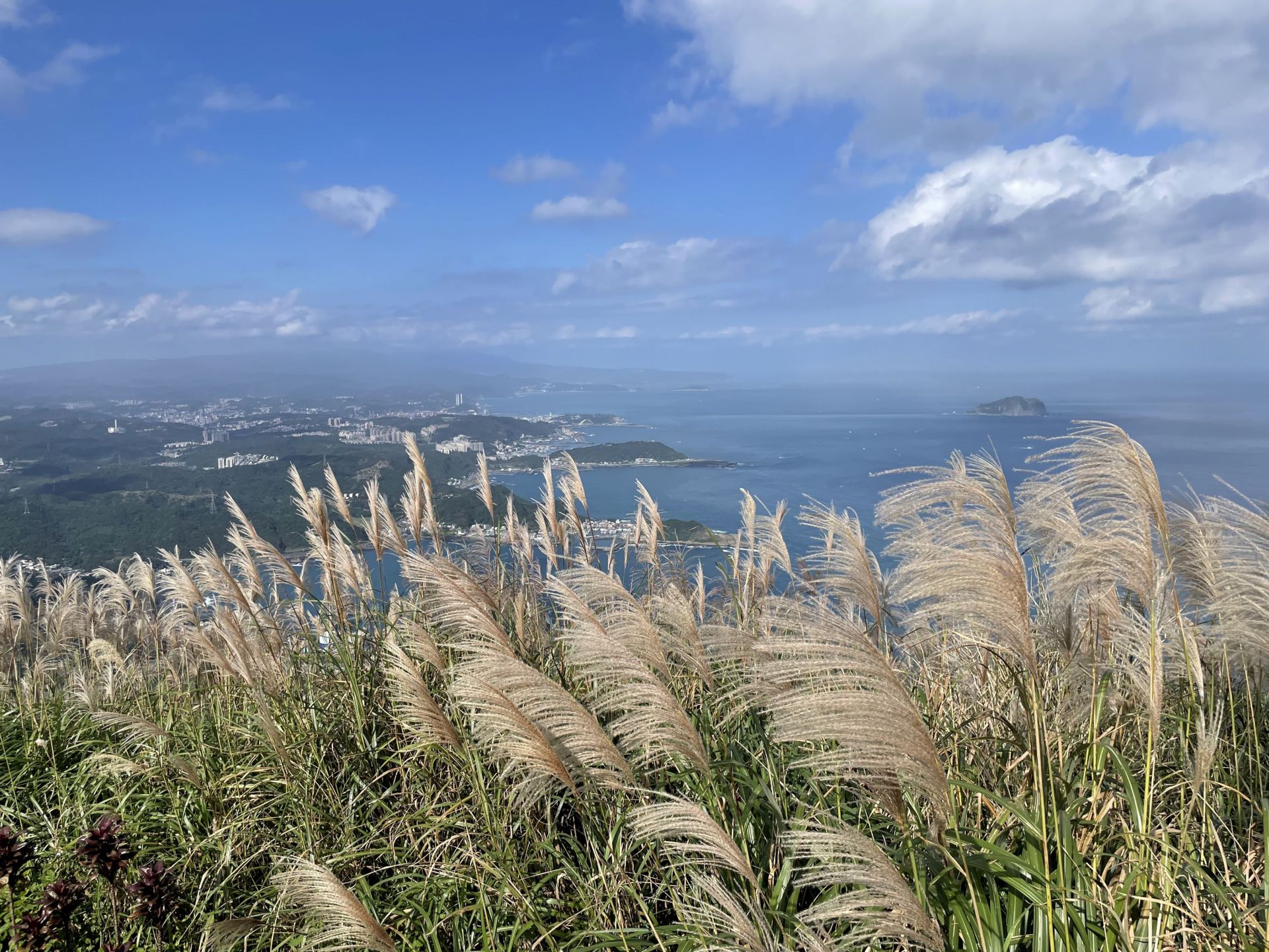 九份山城芒花隨風飛舞，與層疊山巒與海岸線交織成動人美景。（新北市觀旅局提供）