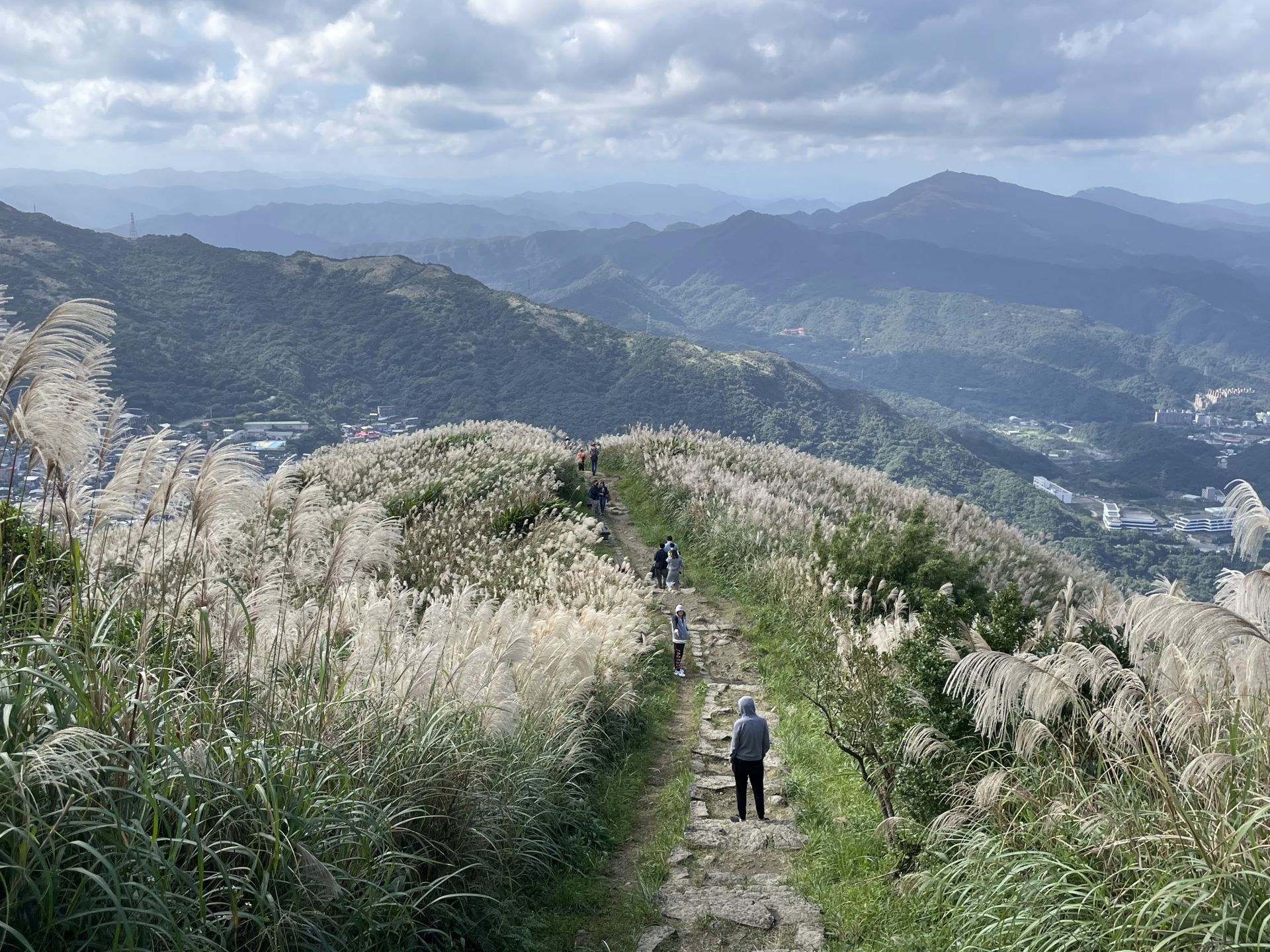 基隆山步道滿山芒花飛舞，展現特有的遼闊風光。（新北市觀旅局提供）