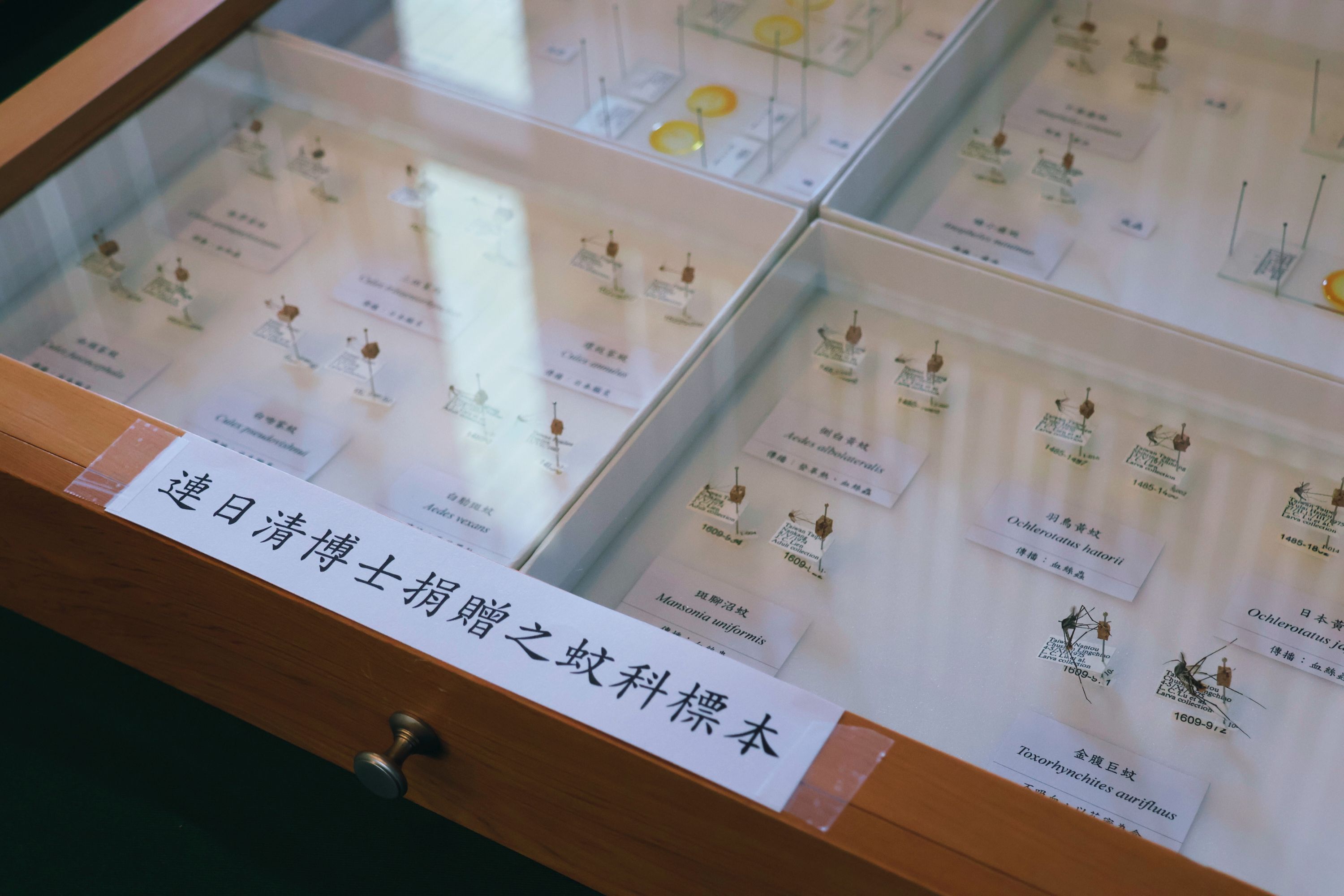捐贈儀式現場展出博士連日清捐贈的蚊科標本，每件皆附有完整採集與鑑定資訊，具高度研究價值。（國立自然科學博物館提供）