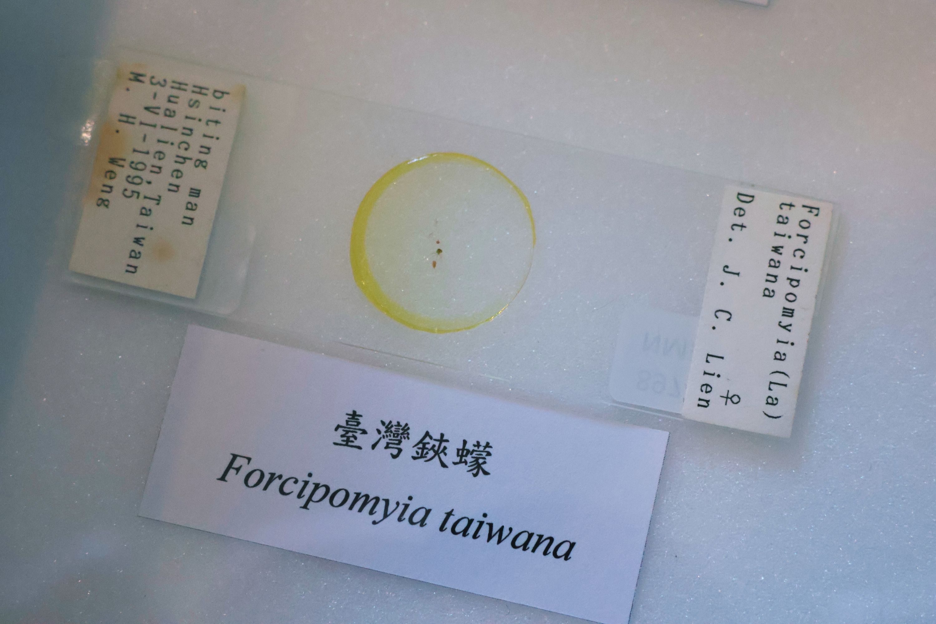 小黑蚊學名「臺灣鋏蠓」，為臺灣原生物種，雌蟲嗜吸人血，是經常造成民眾困擾的病媒昆蟲之一。（國立自然科學博物館提供）