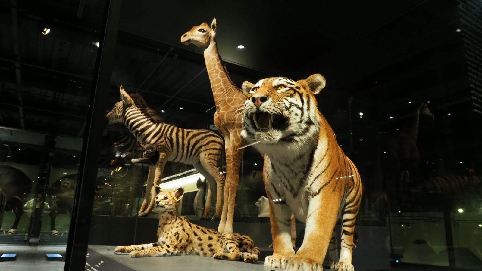 科教館生物多樣性常設展。（取自科教館官網）