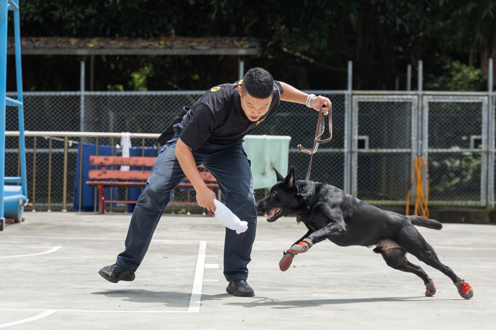 毛巾捲正是軍犬心目中至高的獎賞。（文總提供）
