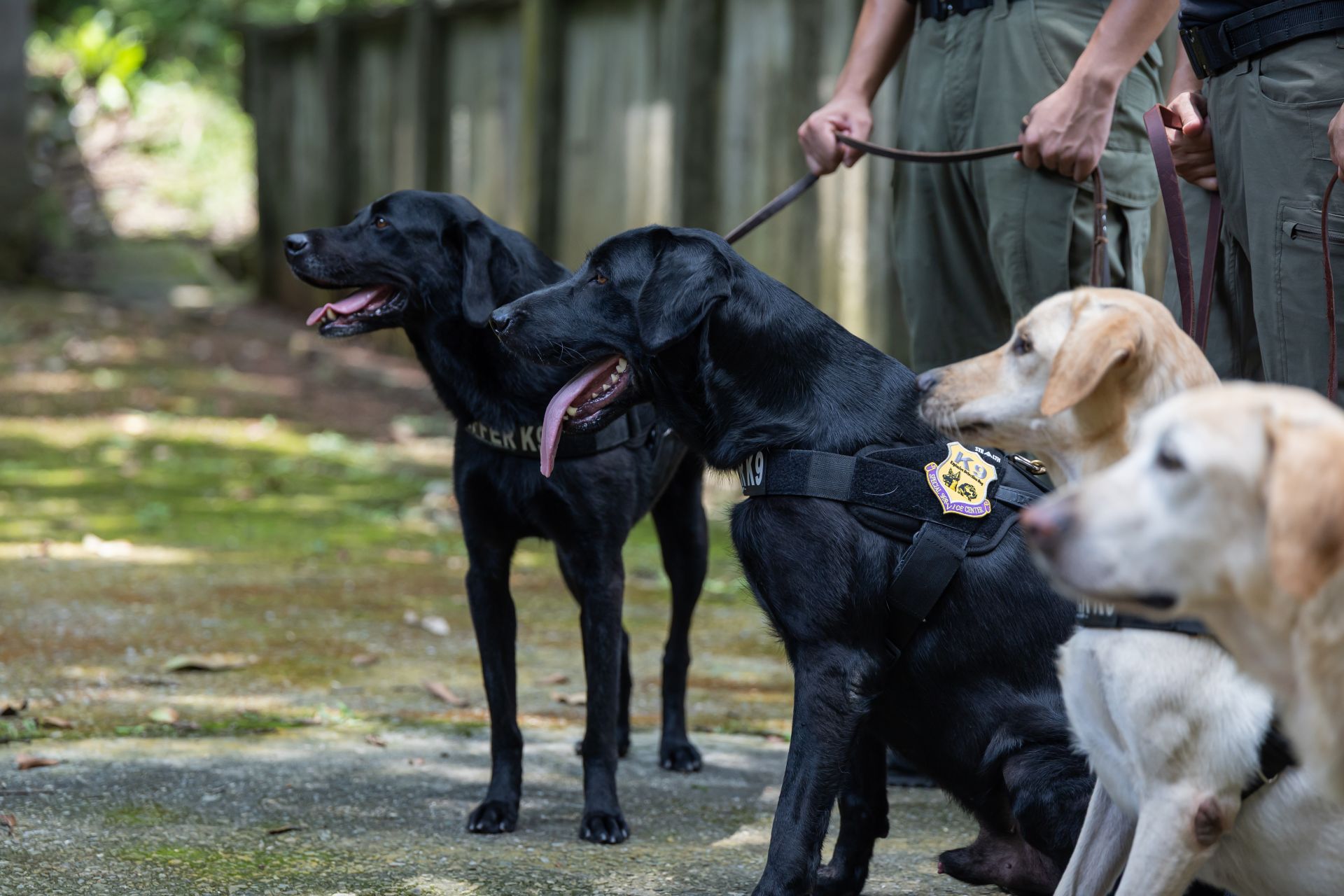 憲兵指揮部K9軍犬（文總提供）