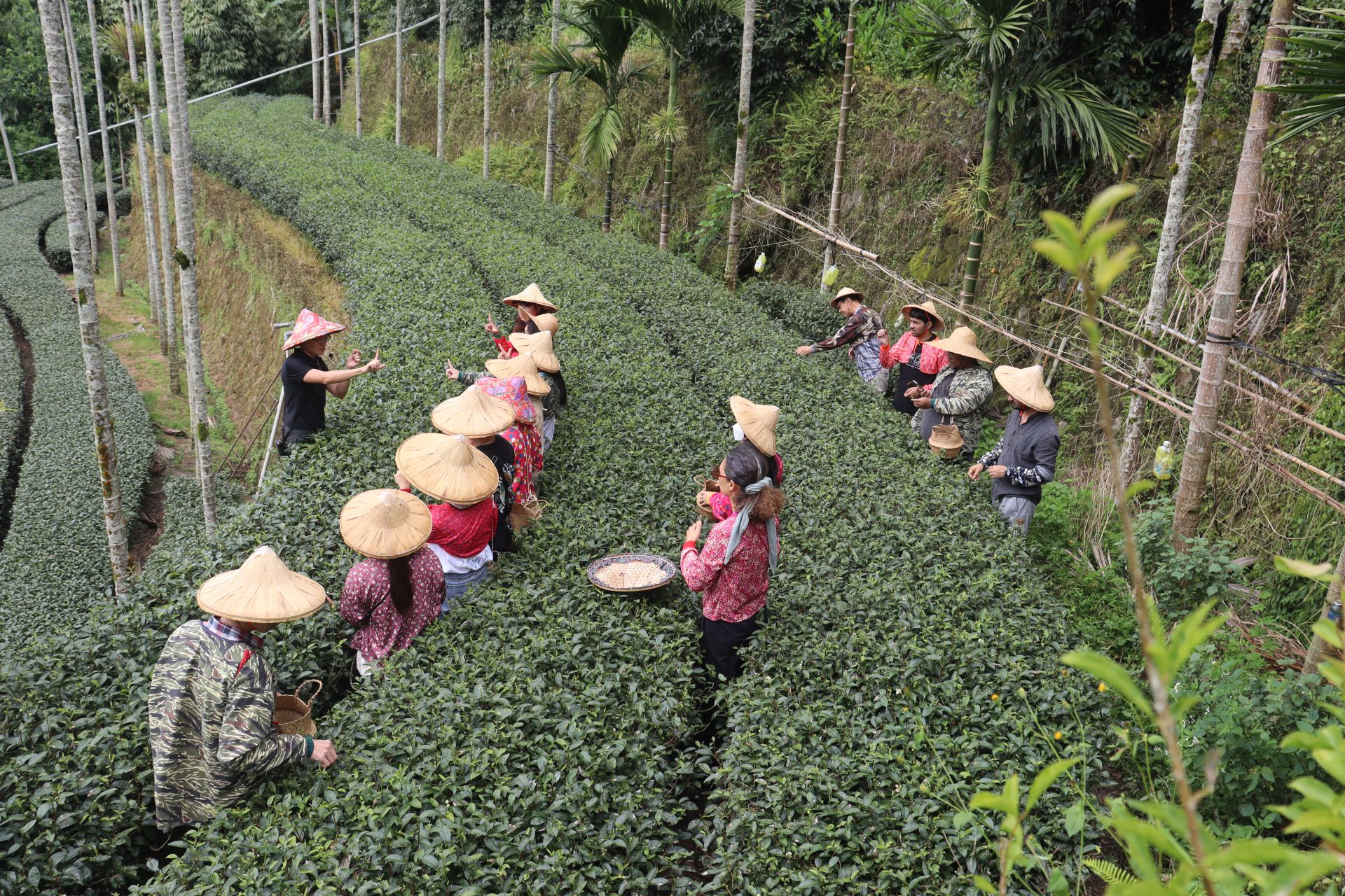 飯後，進入「茶叄代」茶園，這裡不僅保留了傳統茶廠的製程場域，也開放旅客親身參與製茶體驗。（主辦單位提供）