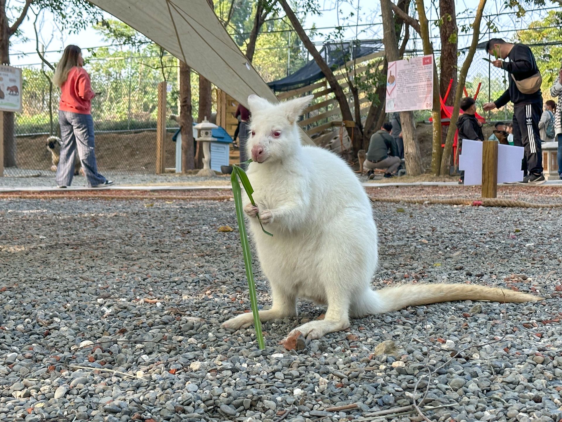 白色小袋鼠相當引人注目。（取自嘉義縣政府網站）