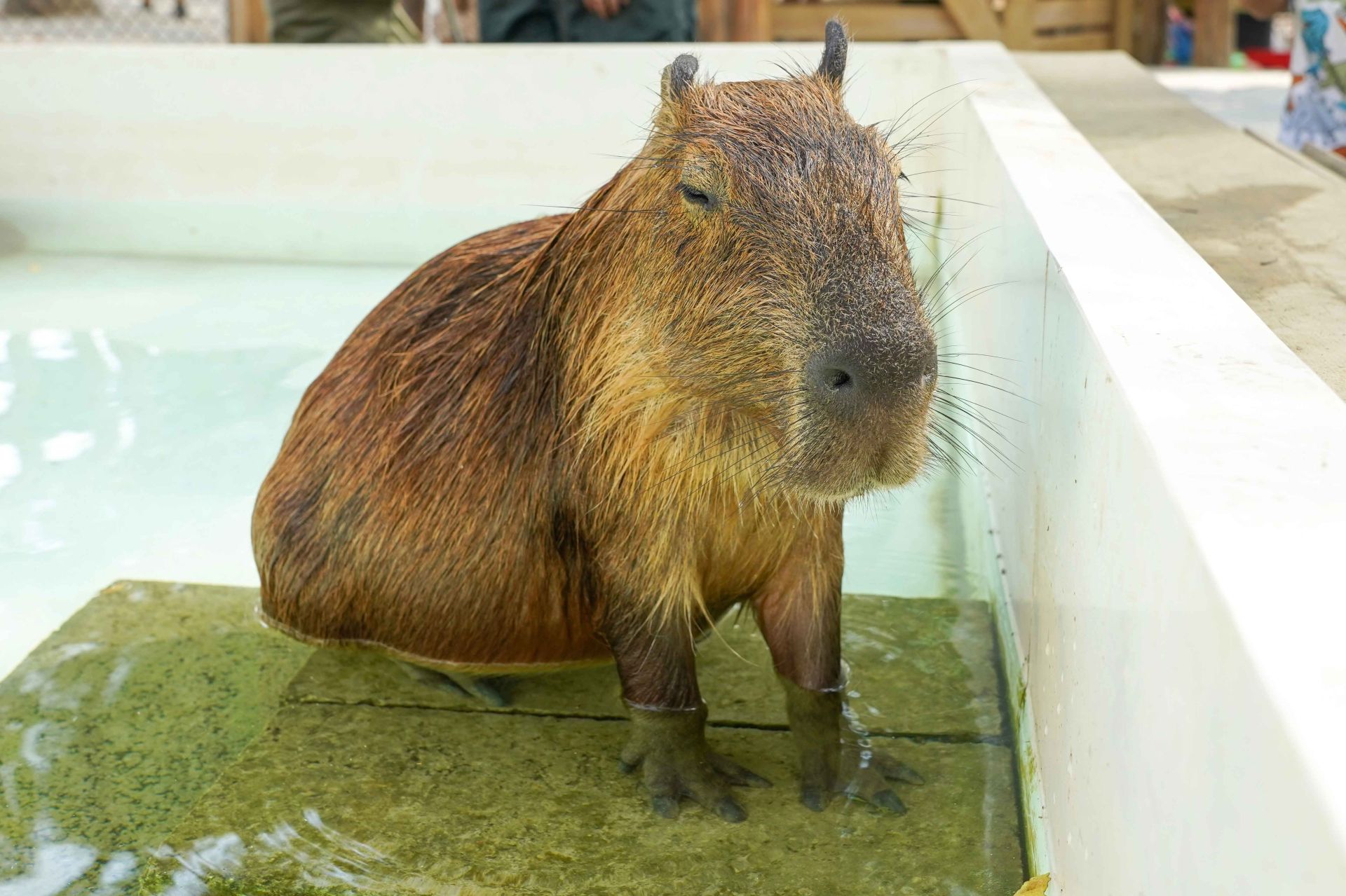 自國外引進的水豚，呆萌又可愛。（取自嘉義縣政府網站）