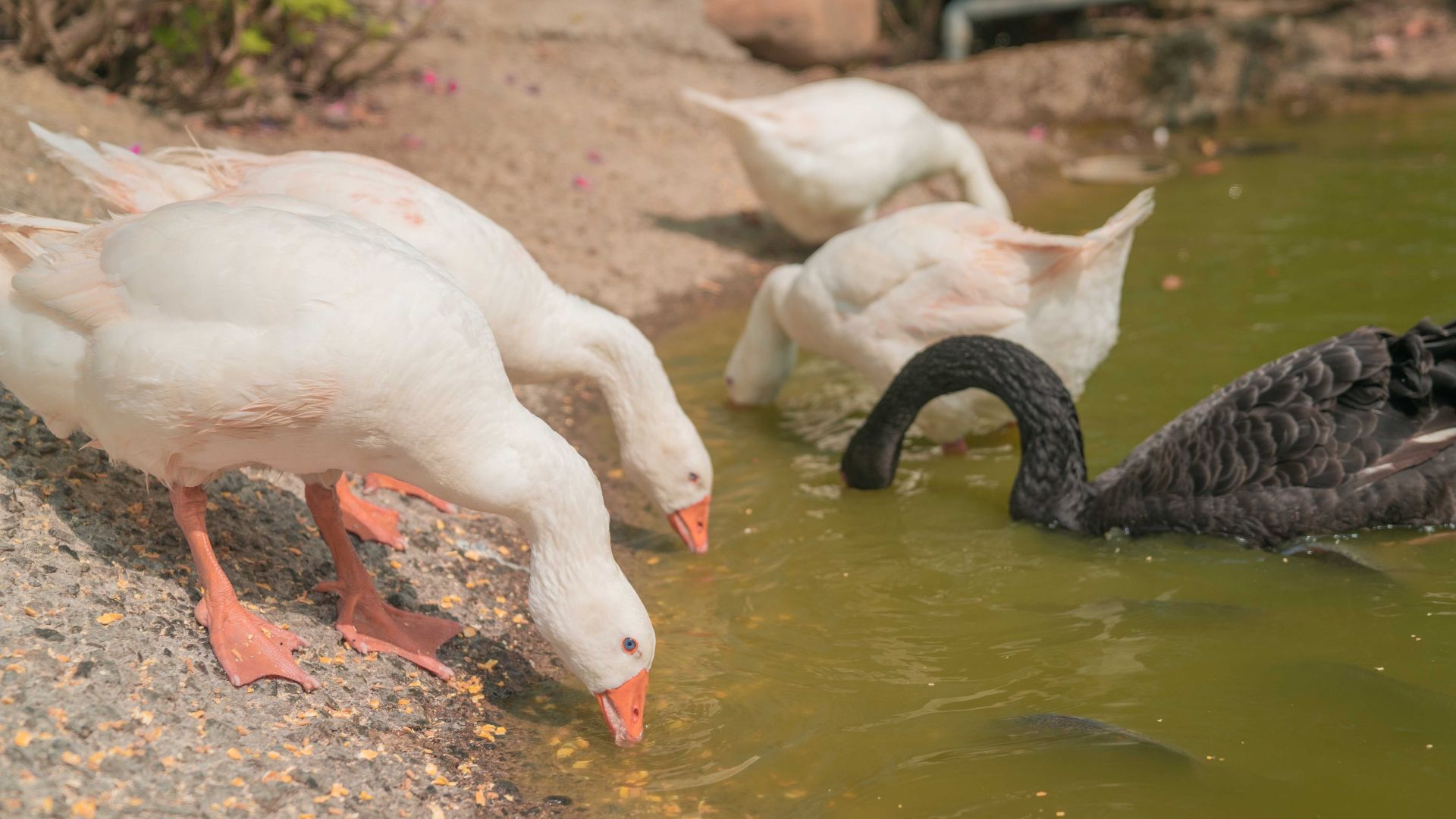 粉牛樂園內，黑天鵝與白鵝共游。（取自嘉義縣政府網站）