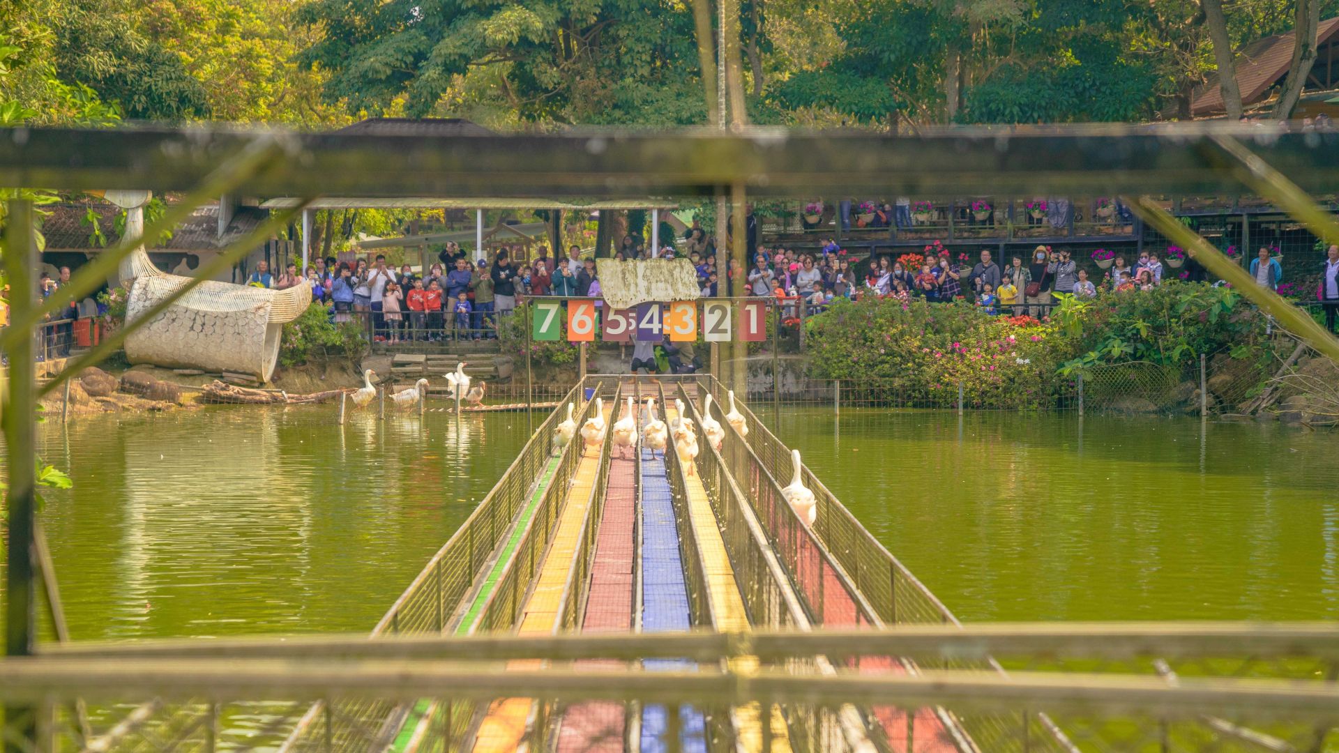 粉牛樂園推出假日限定的趣味賽鵝，是熱門活動。（取自嘉義縣政府網站）