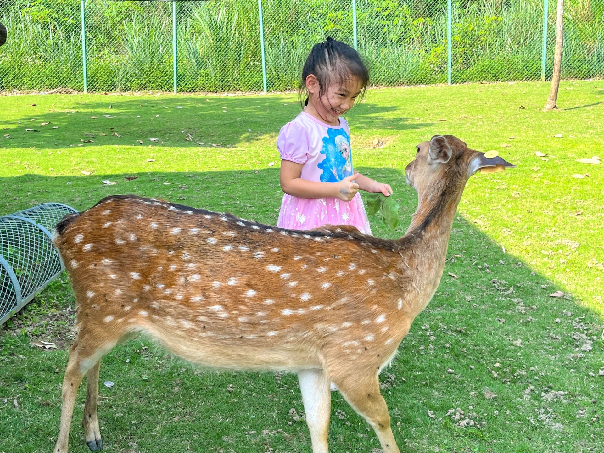 逐鹿傳說梅花鹿園可以讓孩子和小鹿斑比近距離接觸。（取自嘉義縣政府網站）