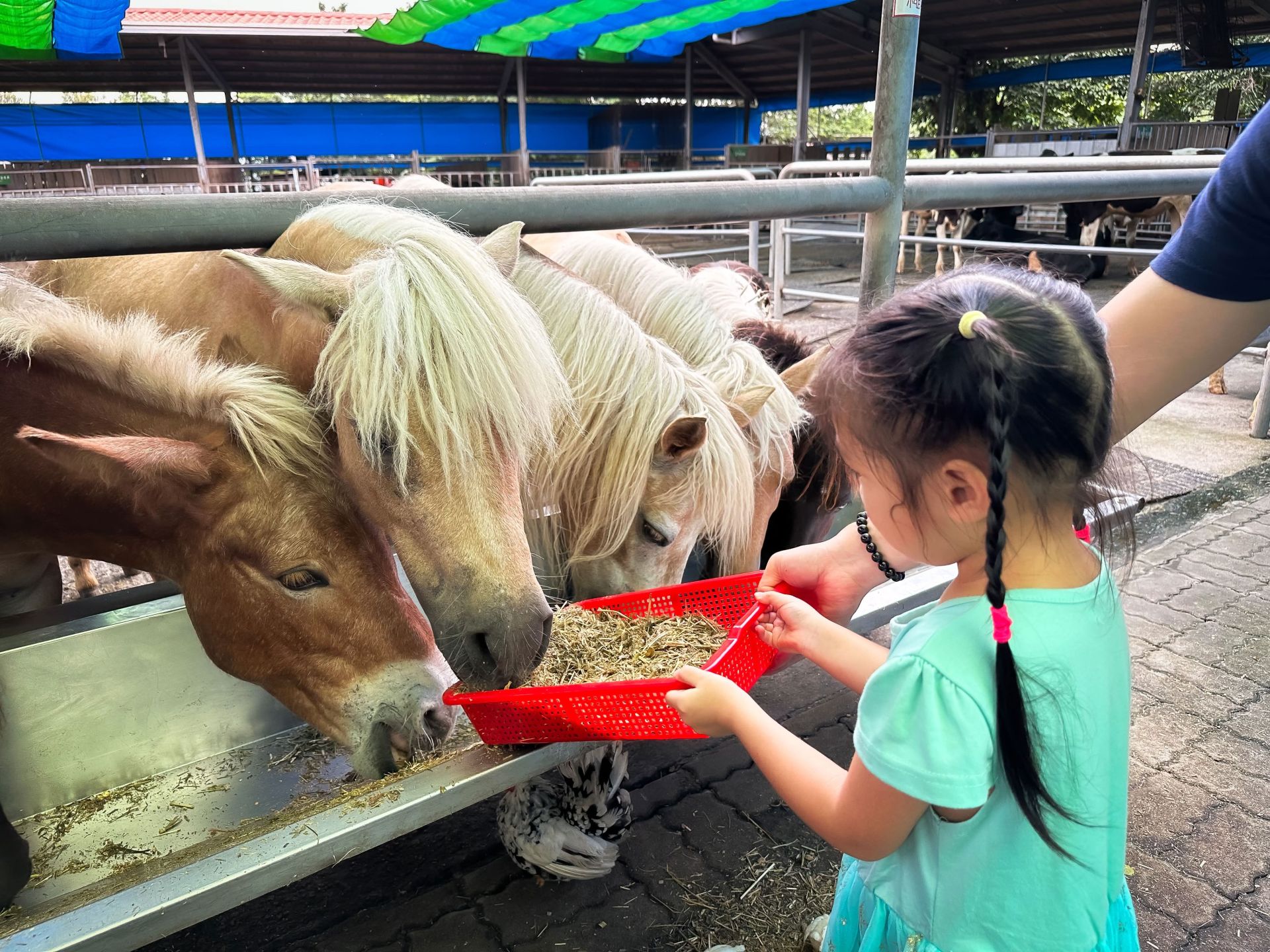 獨角仙休閒農場可體驗餵小馬、小牛。（取自嘉義縣政府網站）