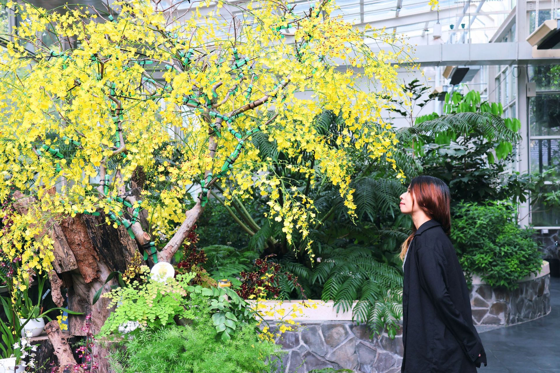 《花舞四季—文心蘭展》即日起在科博館植物園特展室正式開展，感受文心蘭多變的風采與魅力。（國立自然科學博物館提供）
