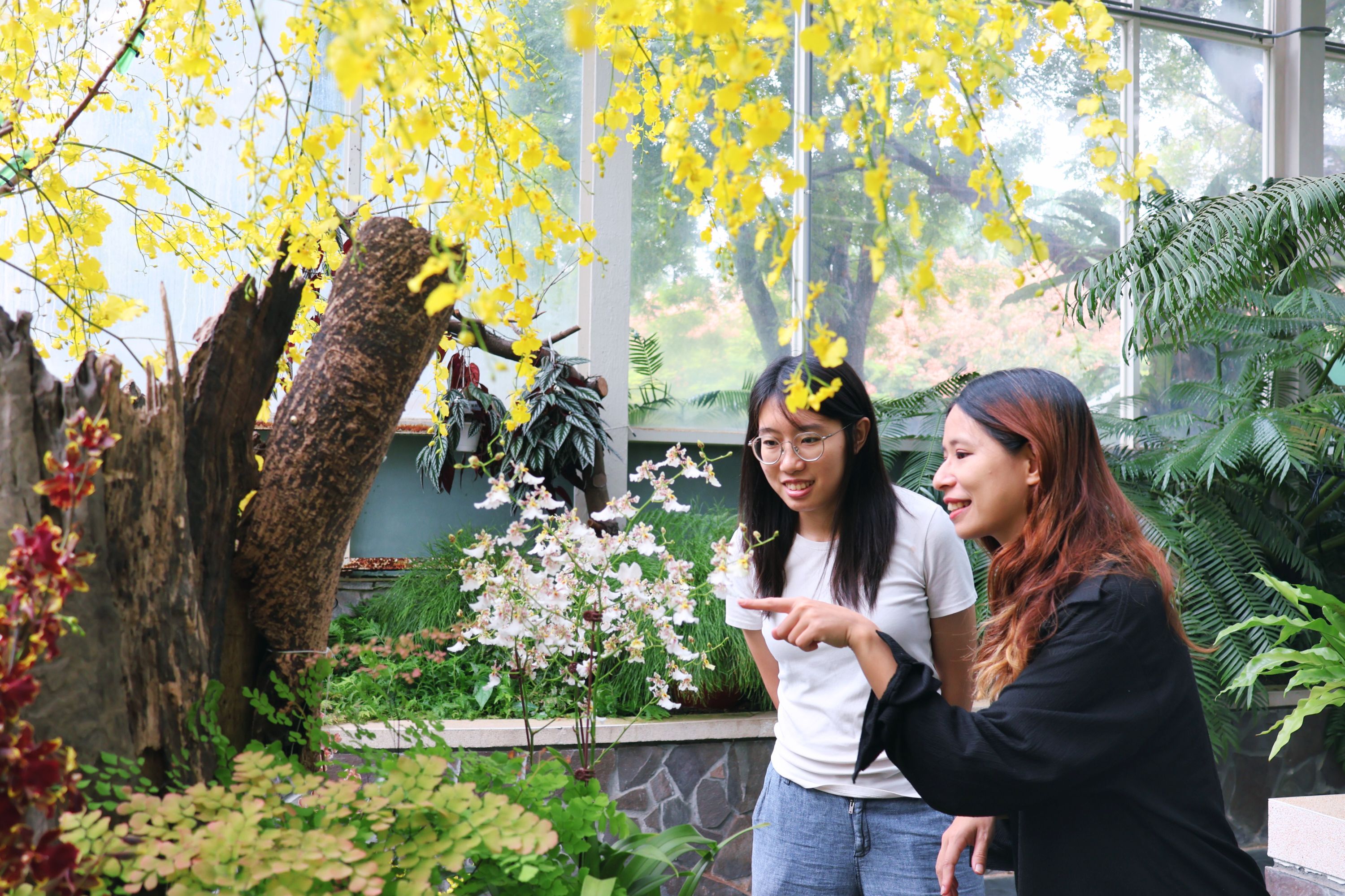 觀眾不僅能在展覽中看到繽紛多彩的文心蘭，還可以深入了解其展業發展、生產規模、切花保鮮、植株與花朵型態等知識。（國立自然科學博物館提供）