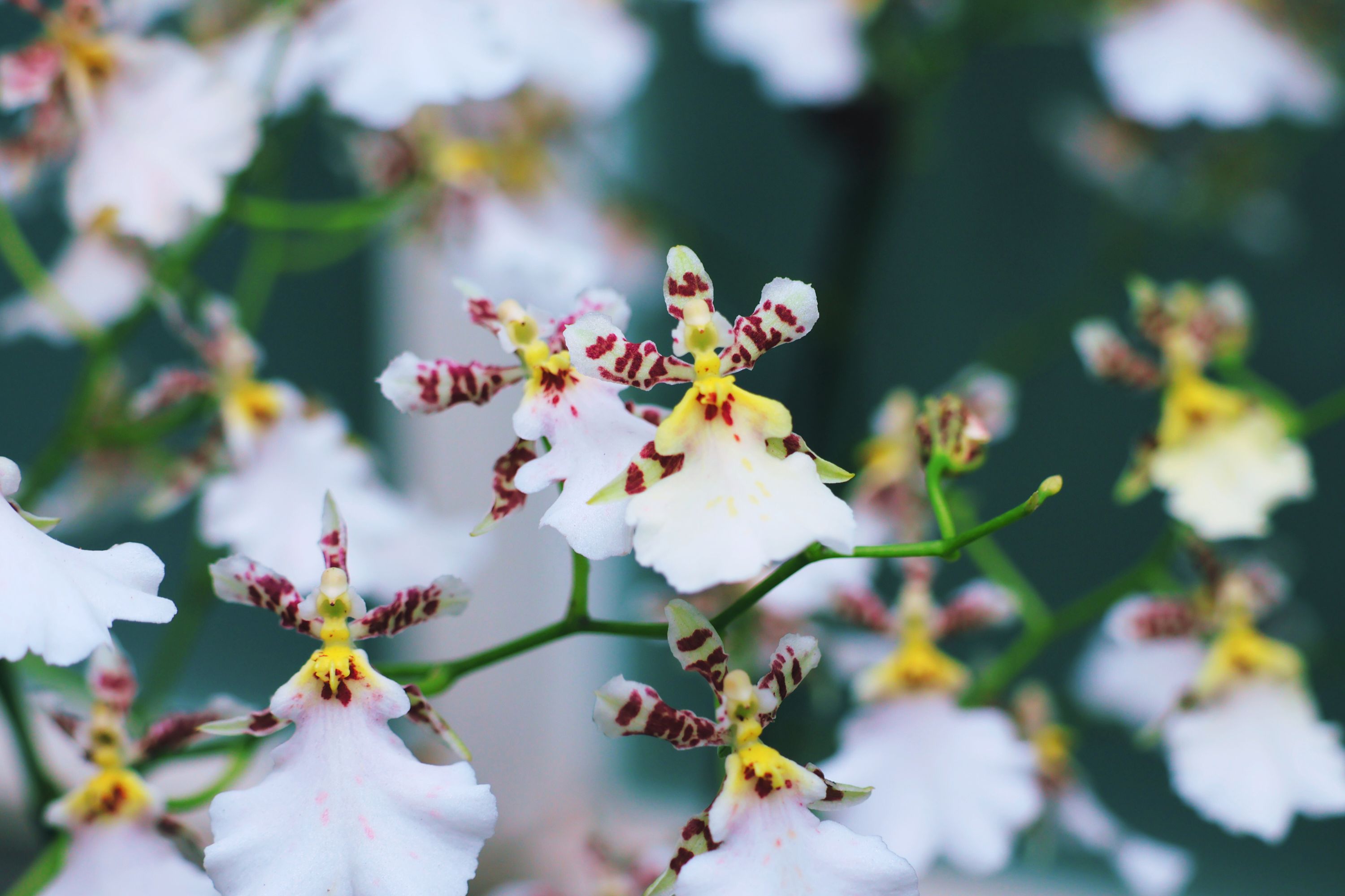 展區中最受矚目的亮點包括花創中心育成的台農4號「白雪」、台農7號「美少女」文心蘭及約15種雜交組合後代，充分展現臺灣在蘭花育種與多樣性上的豐碩成果。（國立自然科學博物館提供）