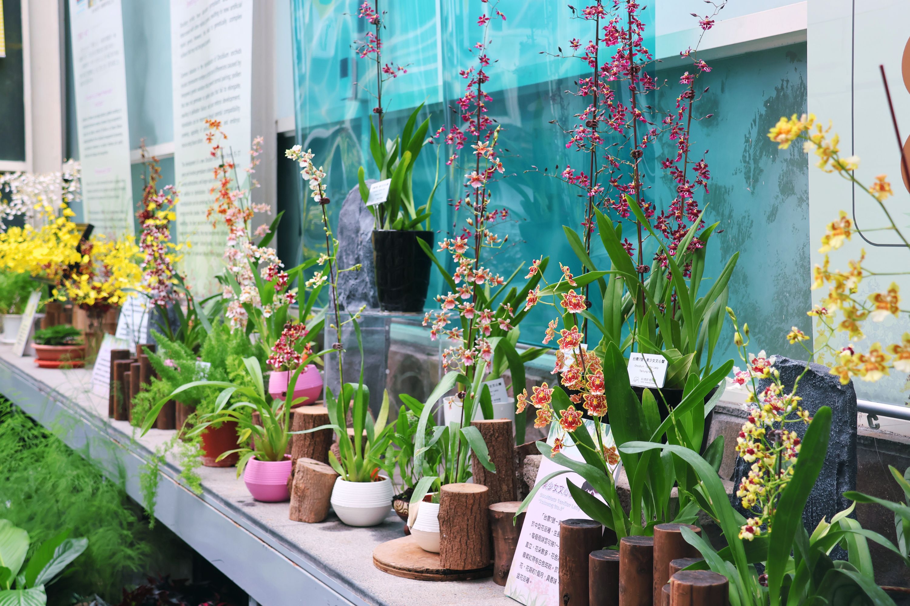 這次文心蘭展會展出近20種文心蘭類盆花及切花品種，且涵蓋5種不同葉系型態。（國立自然科學博物館提供）