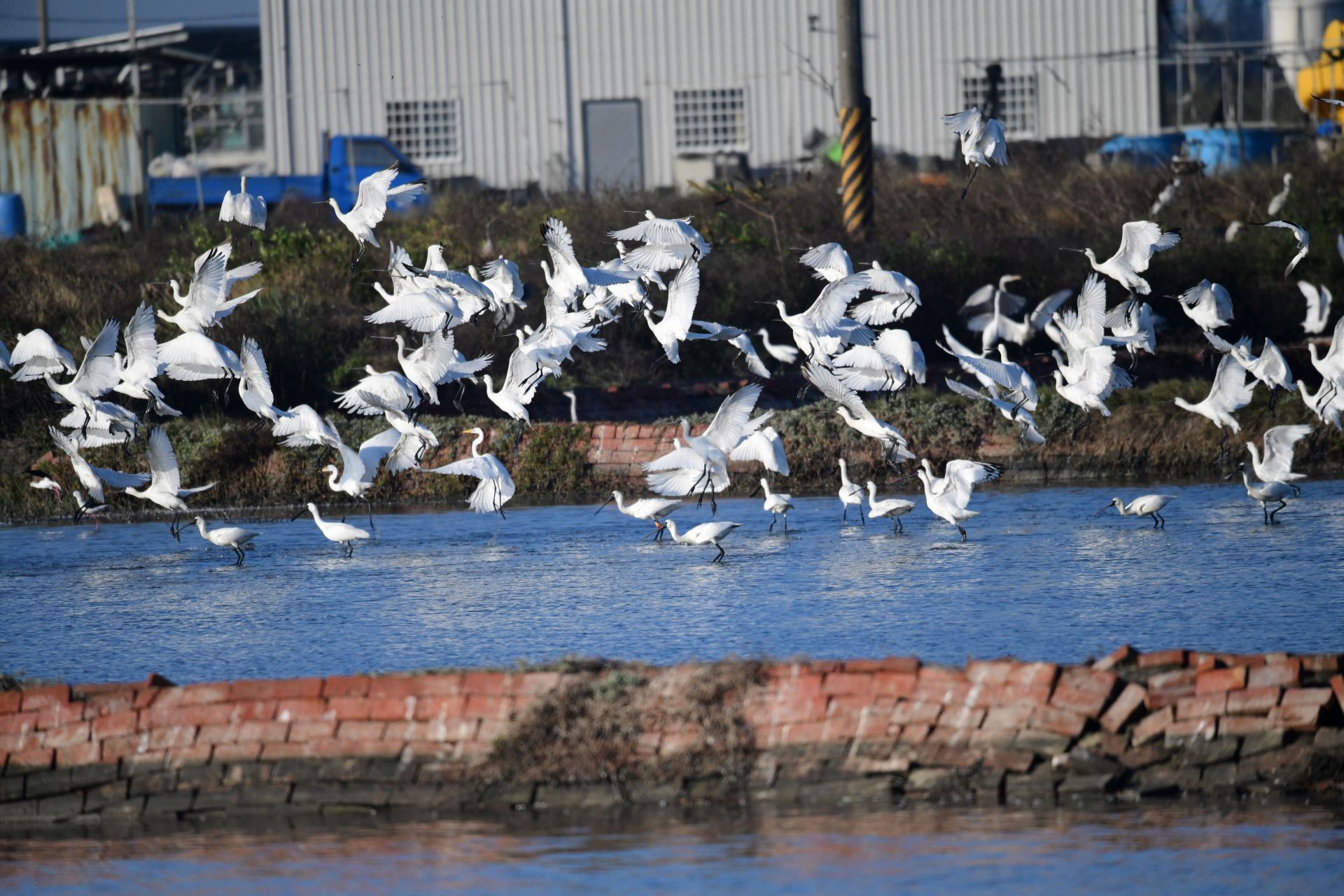 全球3分之1的黑面琵鷺都選擇臺南作為度冬棲地，主要棲息於學甲、七股、四草地區。（臺南市政府提供）