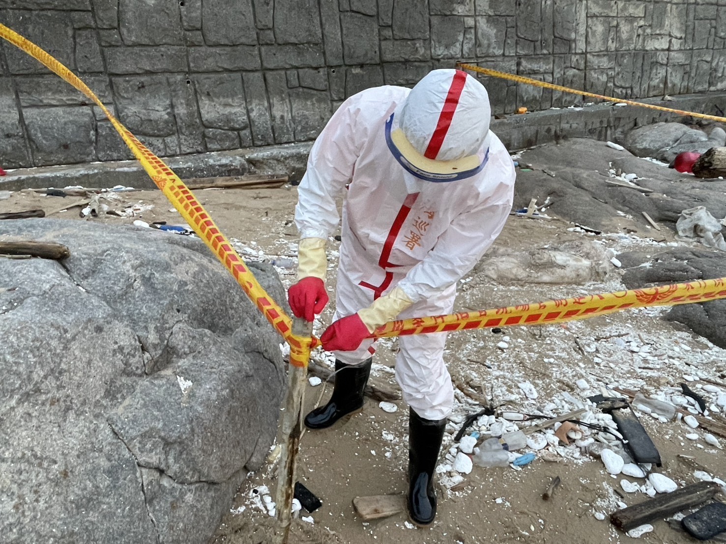 連假前夕馬祖北竿發現海漂豬，海巡署防疫總動員，嚴守國門。（圖由海巡署提供）