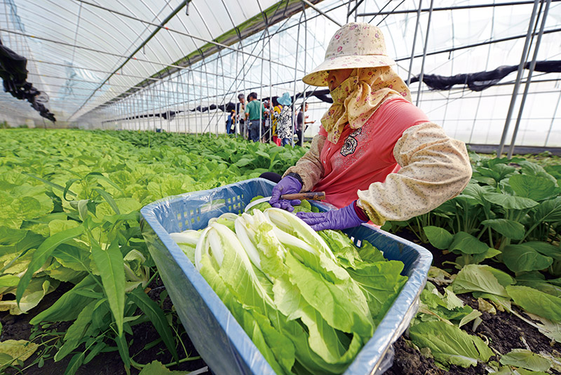 透過有機蔬菜專區的栽植、產銷機制，屏東縣目前有205所中小學校受惠，圖為正運送至林邊國中的蔬菜。