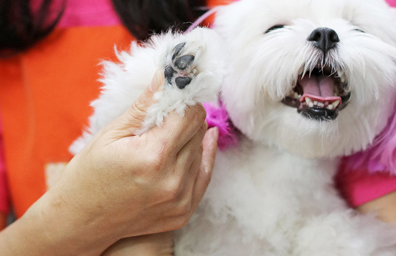 為毛寶貝進行按摩，藉著按摩的功效，讓牠們的脾氣更加的溫順並討人歡喜。 