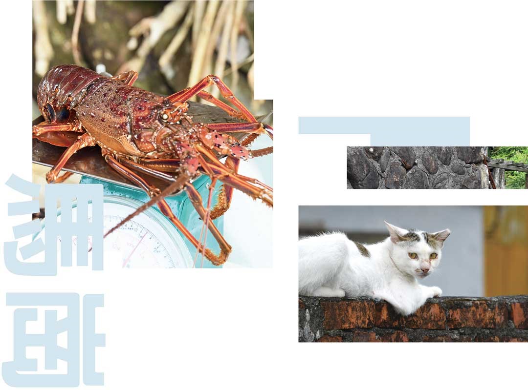 遊走在馬崗漁村蜿蜒的巷弄，總會發現貓咪慵懶的足跡，還能意外邂逅到美味的龍蝦。