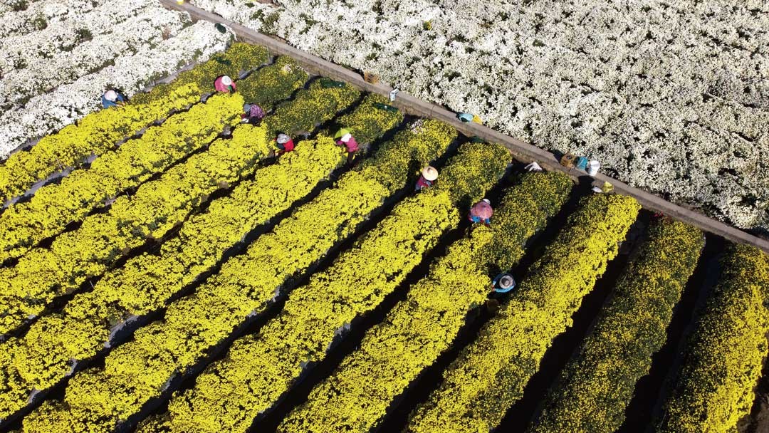 銅鑼鄉杭菊每年11月花海片地，美不勝收。