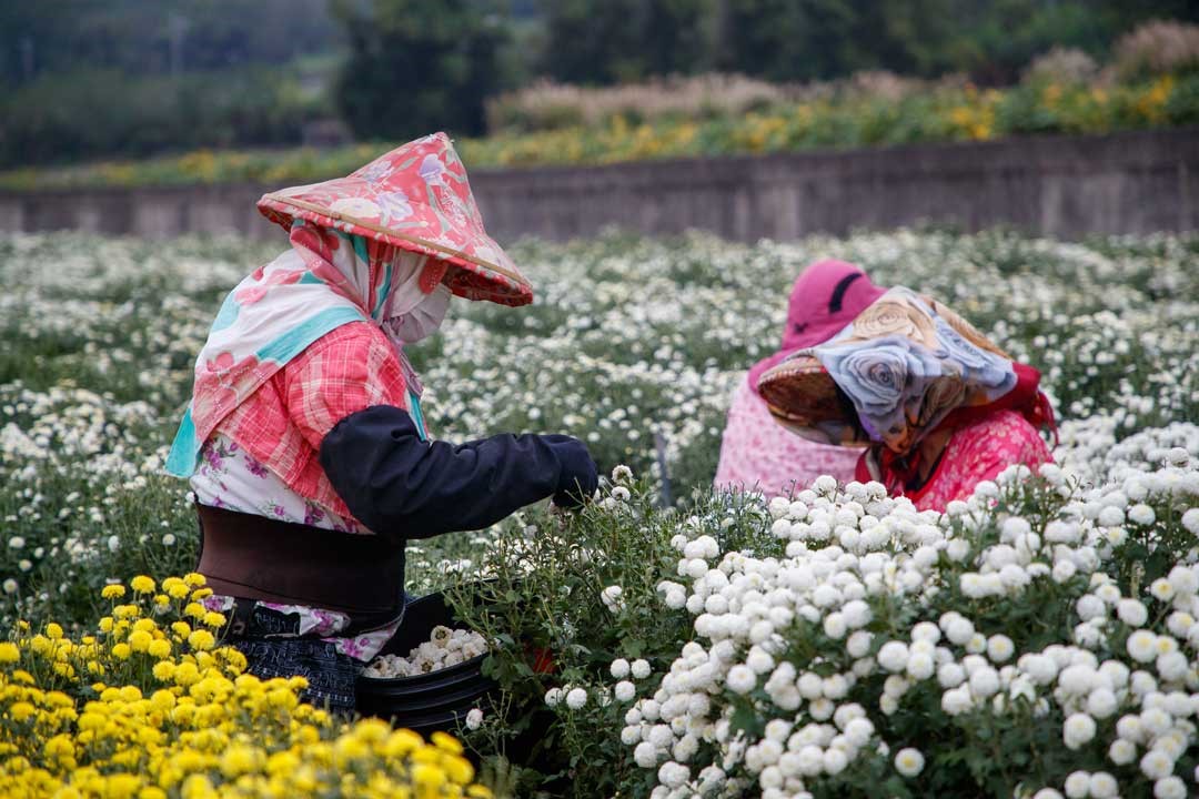 當杭菊盛開，全仰賴人工採收。