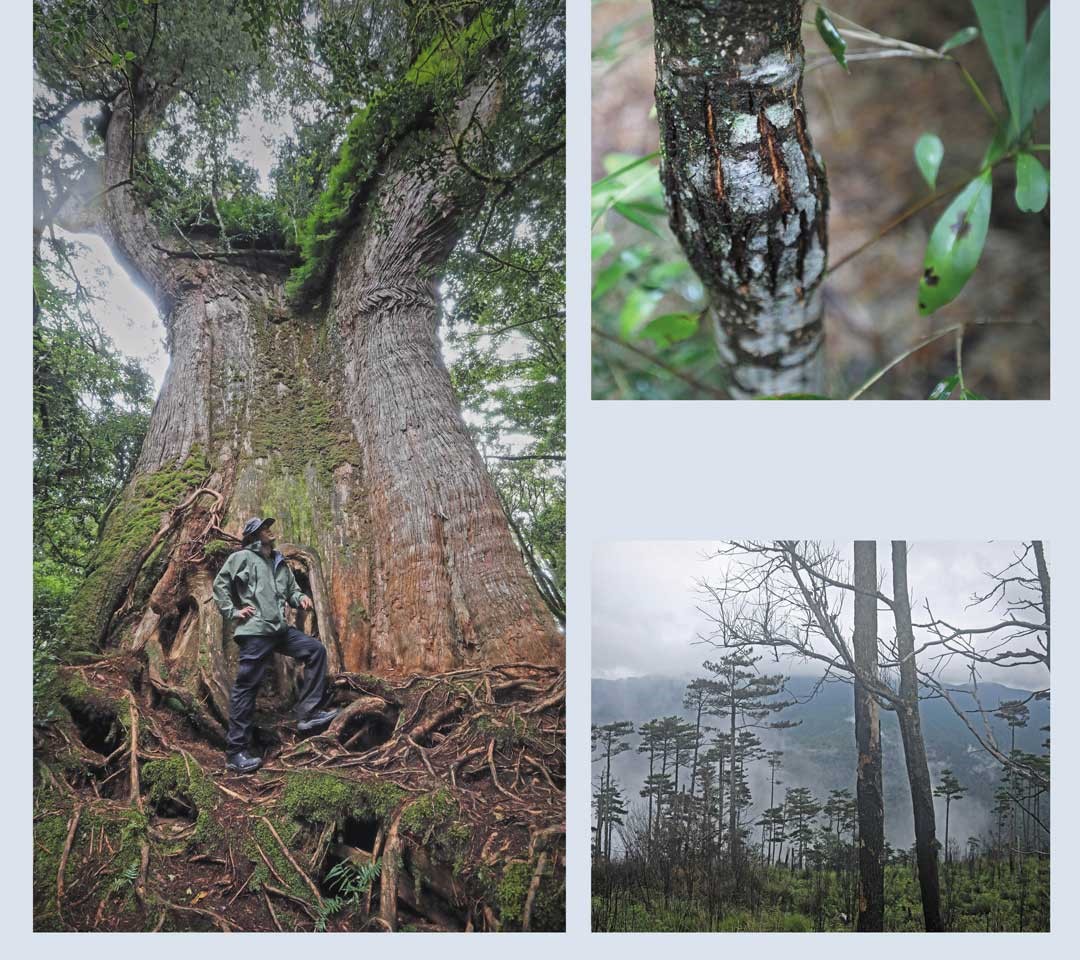 挺拔壯碩的羅馬神木，是縱走路段中最重要的景點。沿途樹木可見黑熊爪痕，後段的森林大火遺跡，更提醒環境保護的重要性。