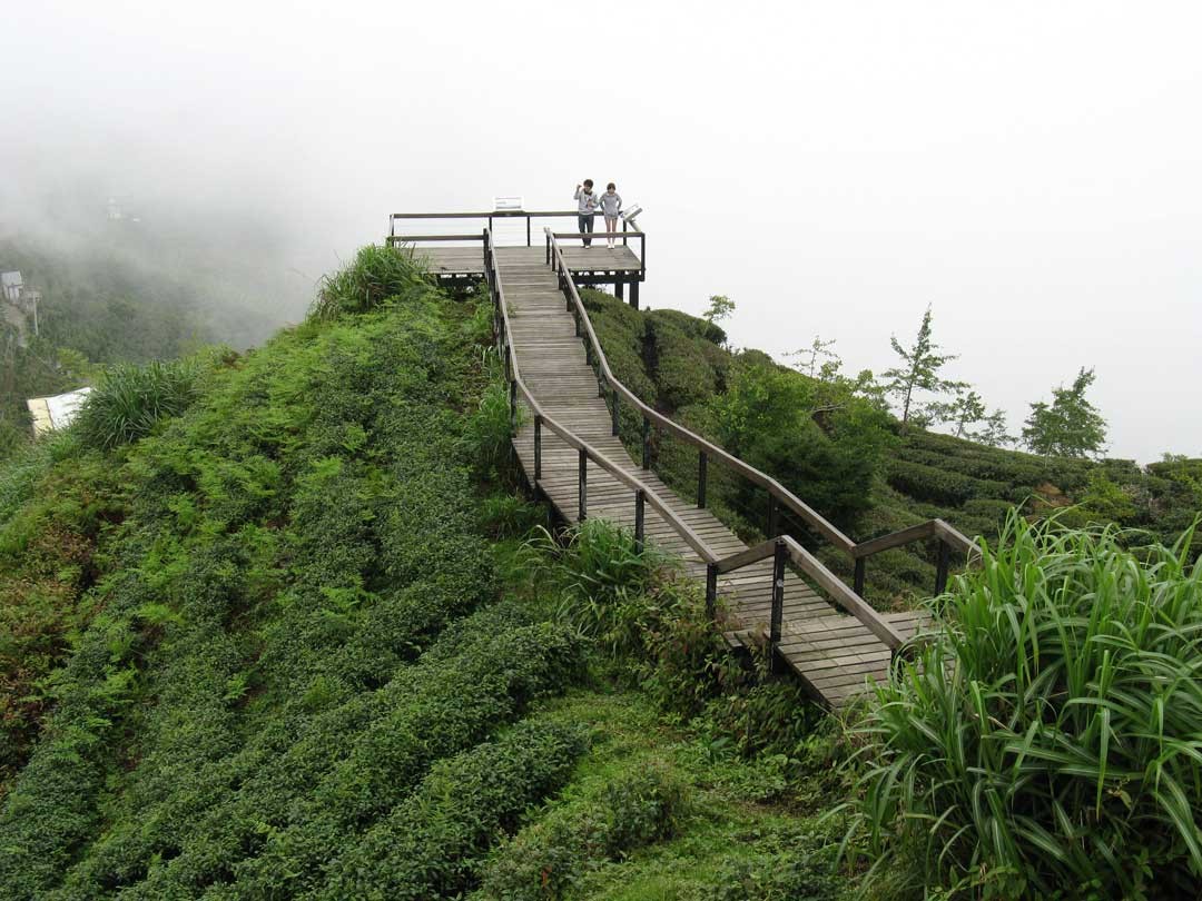 銀杏森林步道瞭望臺展望良好。