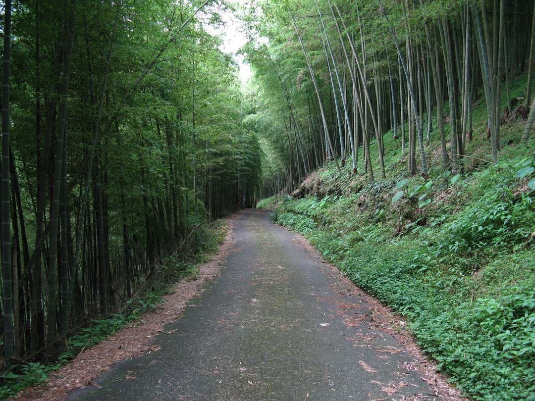 孟宗竹蔭隧道舒適宜人。