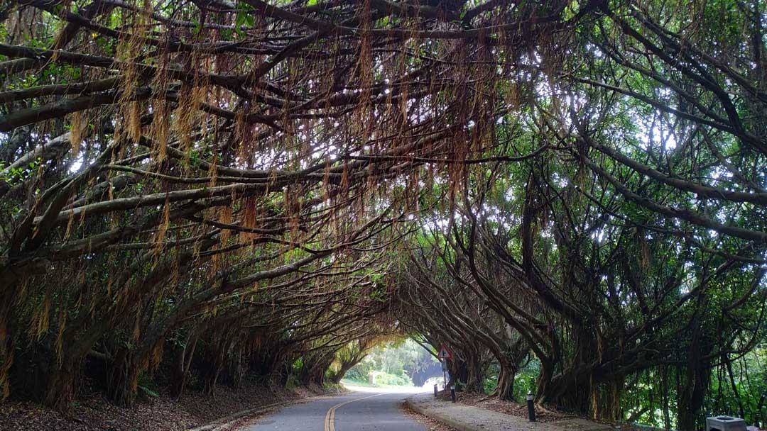 榕樹隧道一景，最美的綠色林蔭大道。