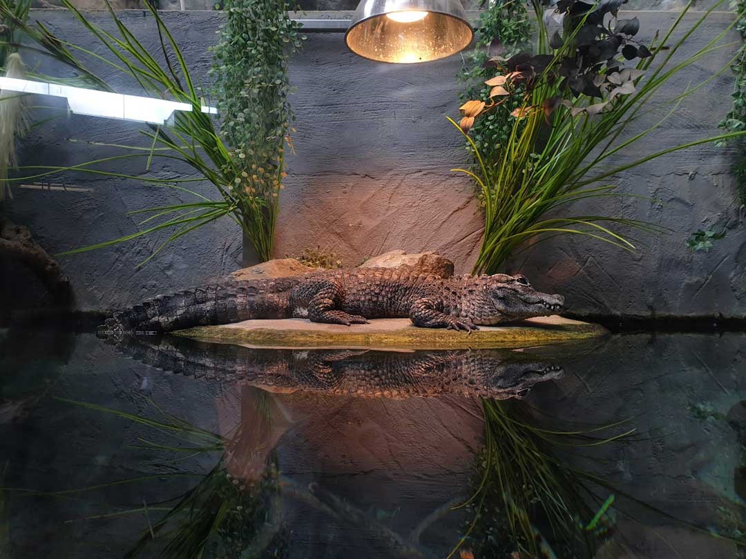 揚子鱷位於兩棲爬蟲動物館展區。