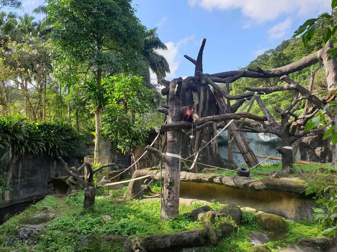 穿山甲館外的戶外活動場可以看到紅毛猩猩。