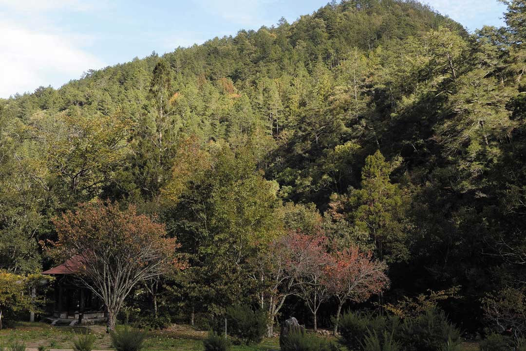 每年11月起，變葉木的季節，整個山林從翠綠，轉換繽紛的色彩。