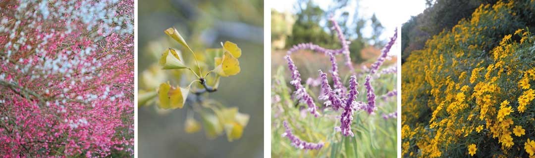 農場四季景色鮮明，豐富與多樣，圖為櫻花、銀杏等多種花卉在冬末春曉之際盛開。